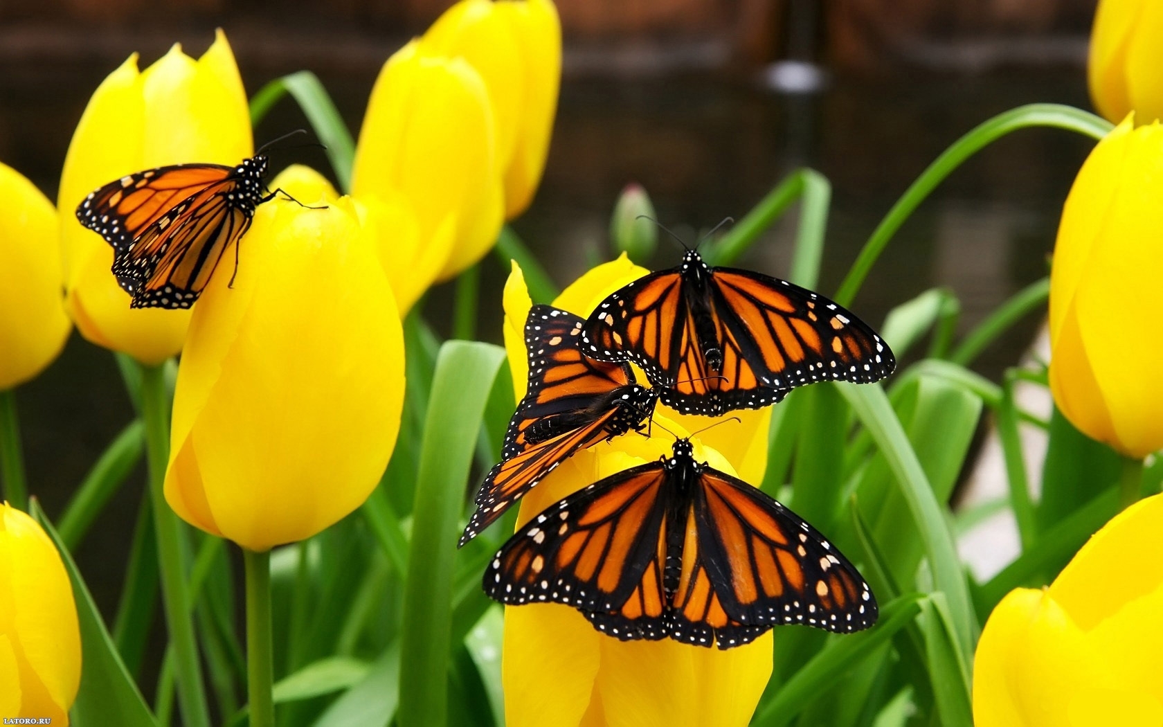 plants, butterflies, flowers 1080p
