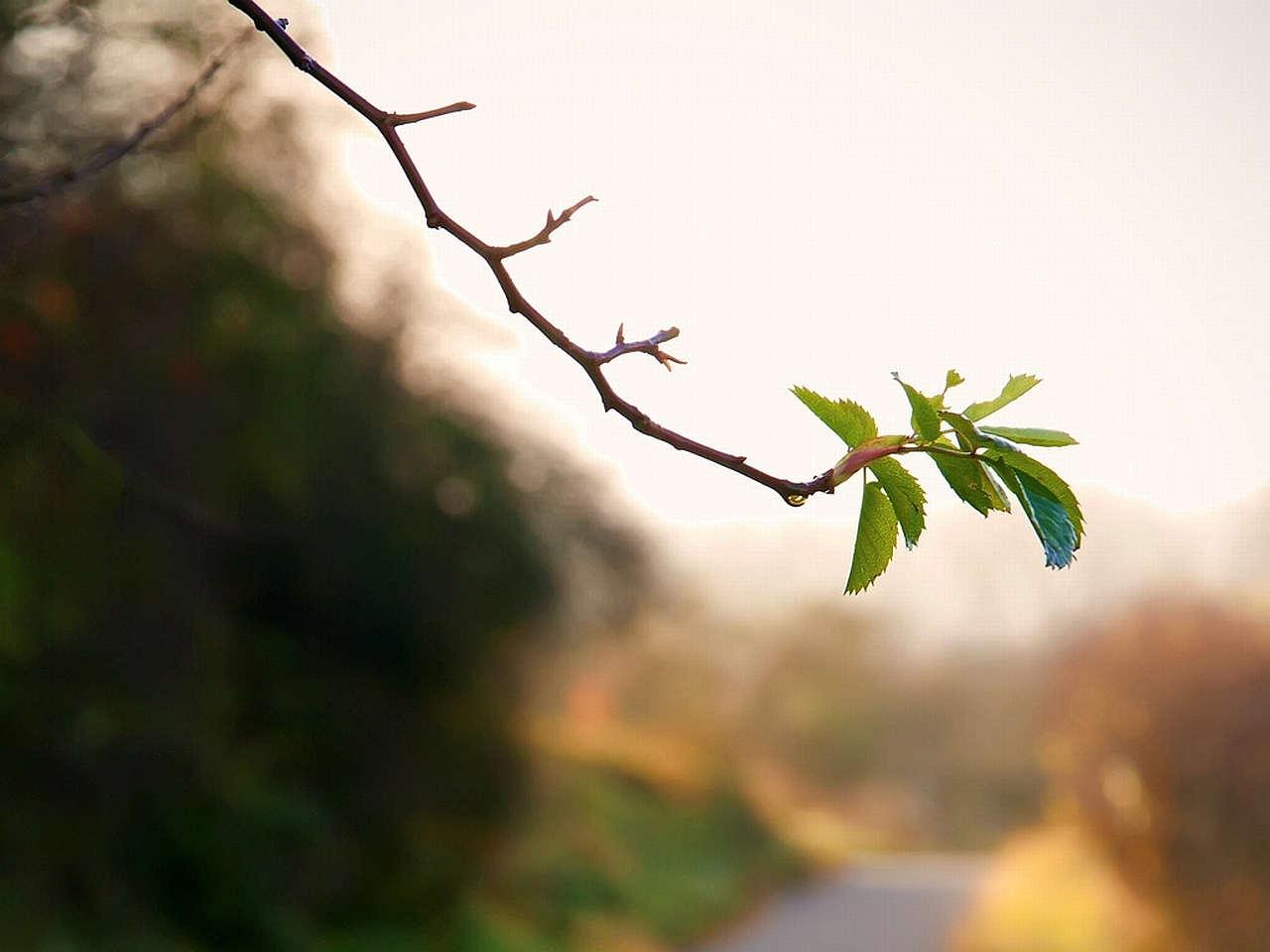 Handy-Wallpaper Blatt, Erde/natur kostenlos herunterladen.