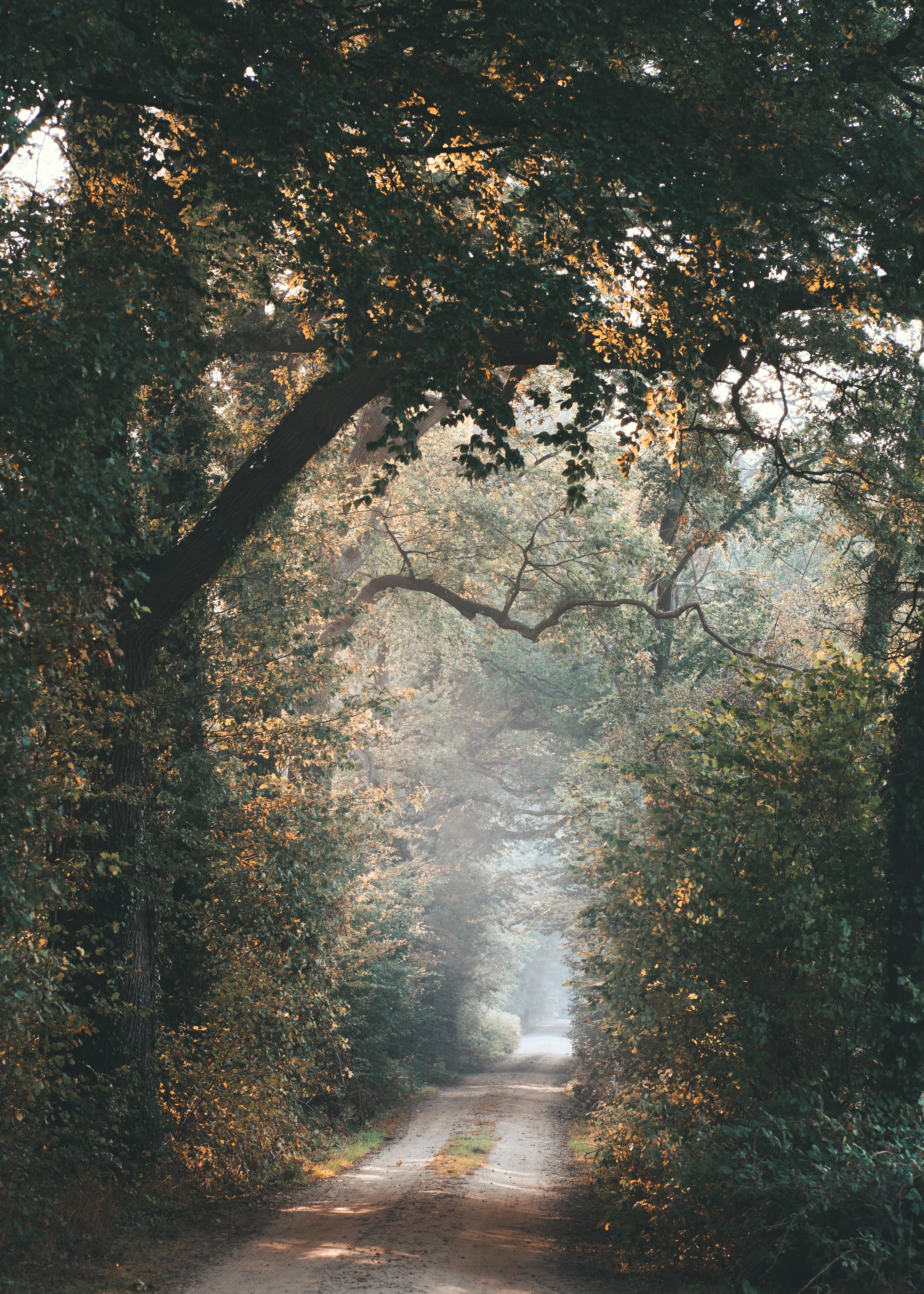 Download mobile wallpaper Beams, Rays, Path, Alley, Branches, Trees, Nature for free.