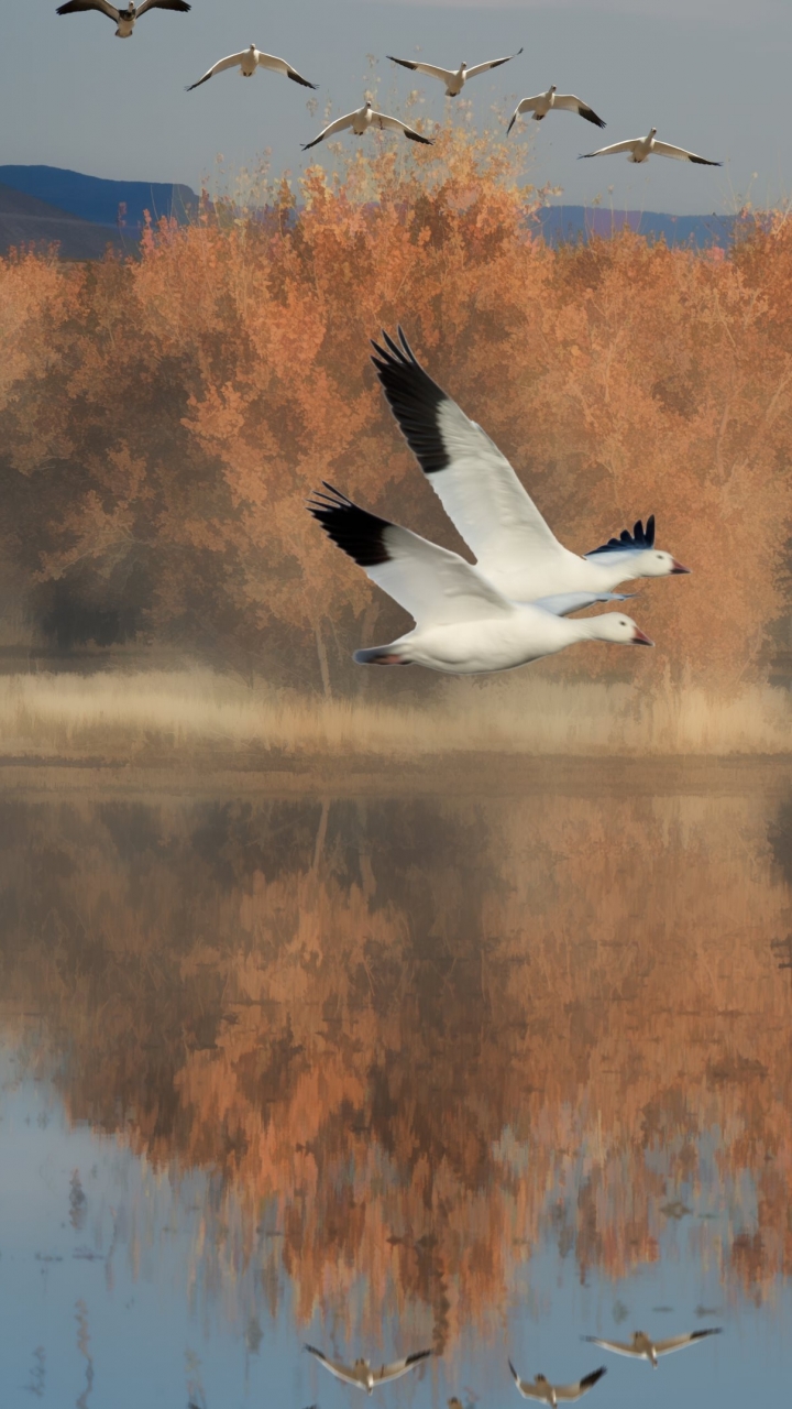 Download mobile wallpaper Birds, Fantasy, Bird, Goose for free.