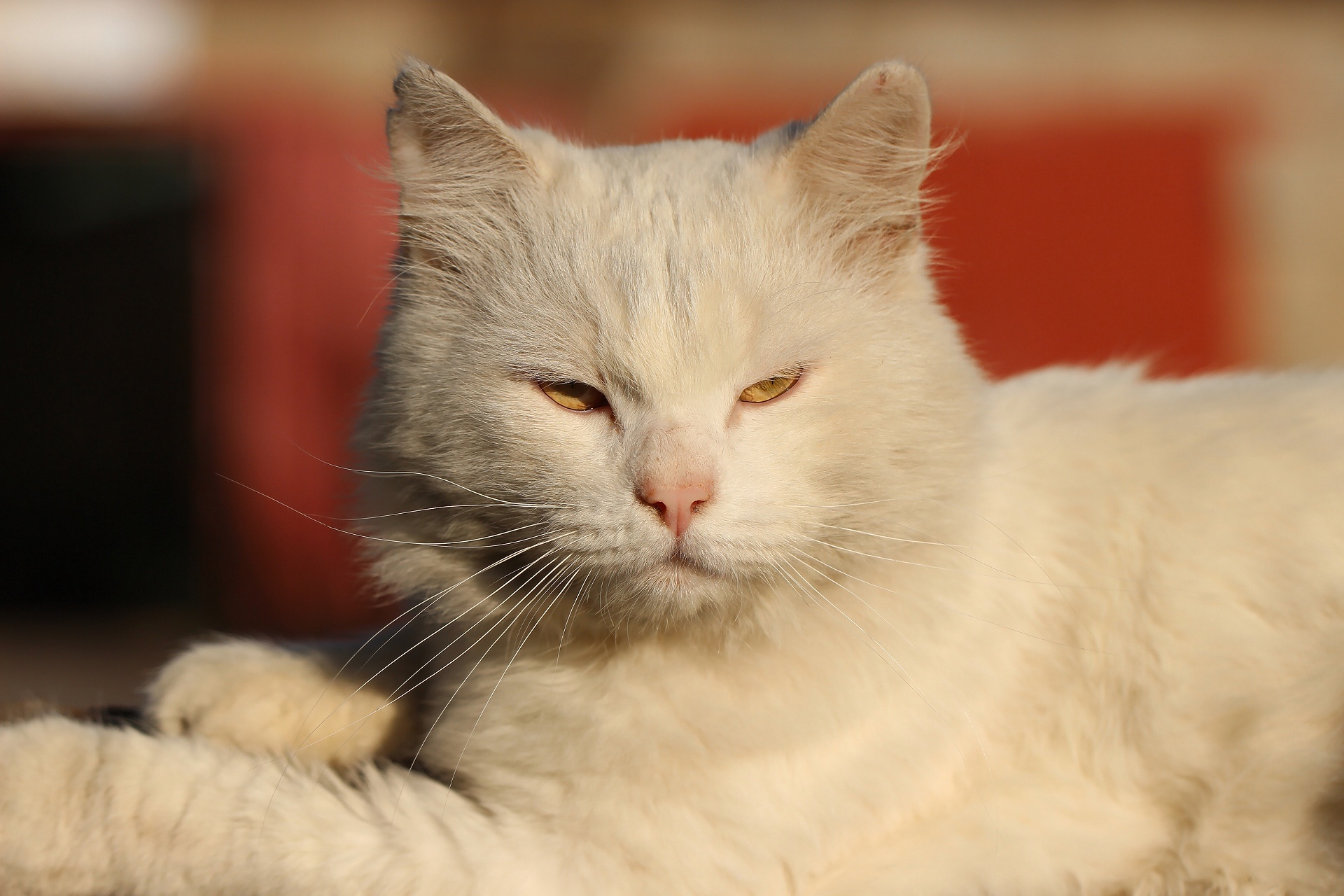 Baixe gratuitamente a imagem Animais, Gatos, Gato na área de trabalho do seu PC