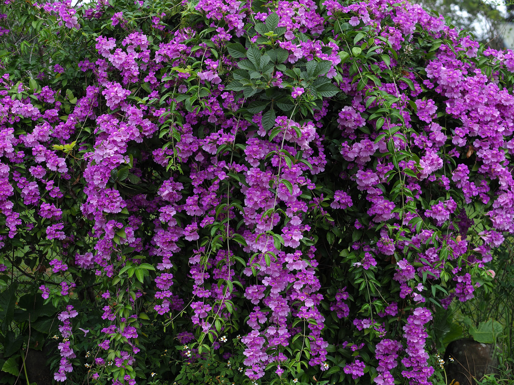 無料モバイル壁紙フラワーズ, 葉, 花, 地球, ぶどうの木, 紫色の花をダウンロードします。