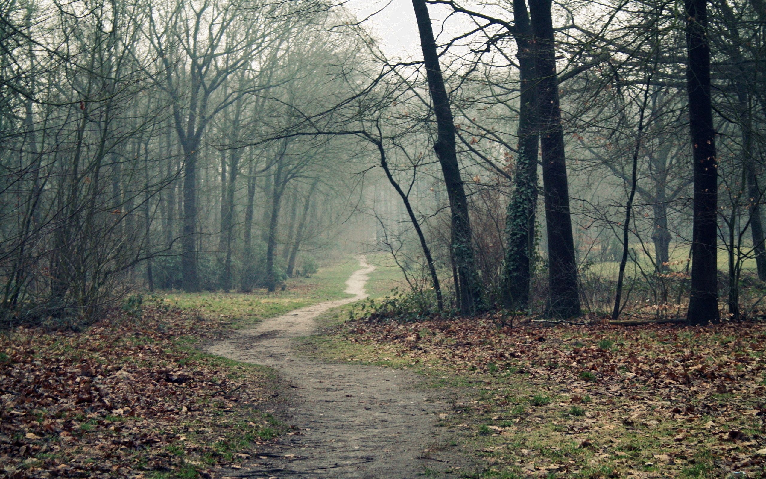 emptiness, land, nature, autumn, leaves, forest, fog, earth, path, trail, void, dampness