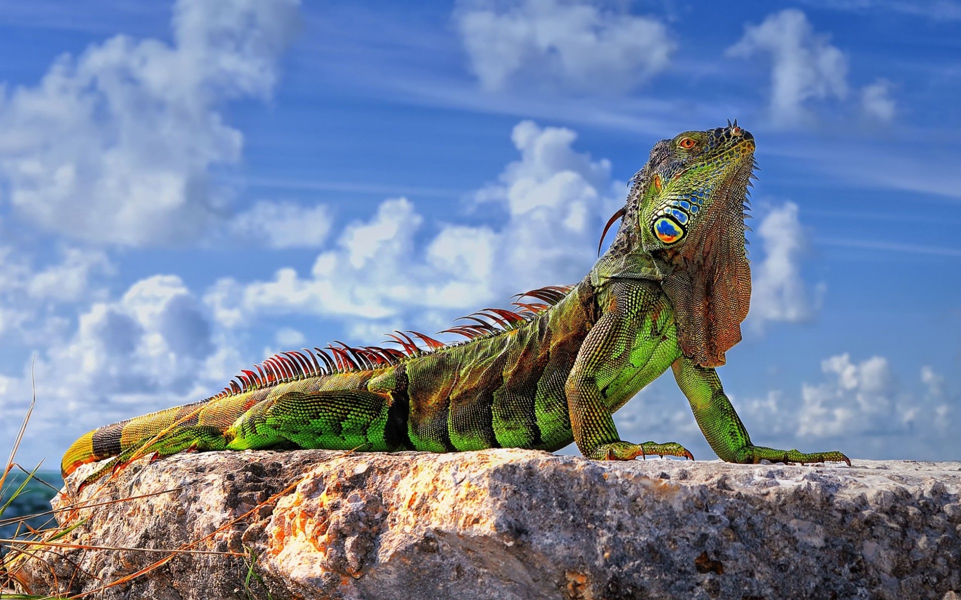 Descarga gratuita de fondo de pantalla para móvil de Iguana, Lagarto, Reptiles, Piedra, Animales.