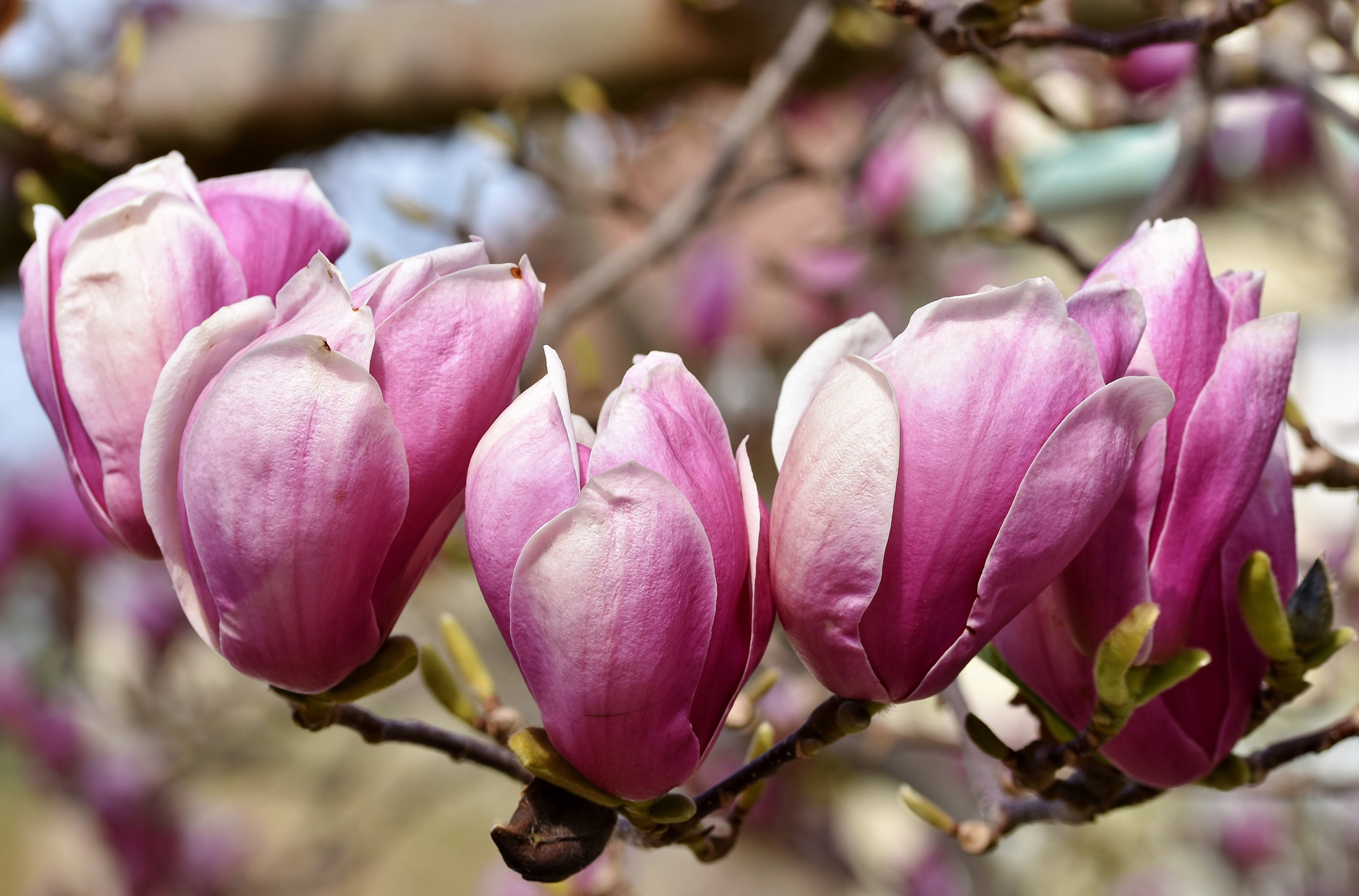 Téléchargez gratuitement l'image Floraison, Branche, Magnolia, Des Arbres, Terre/nature sur le bureau de votre PC