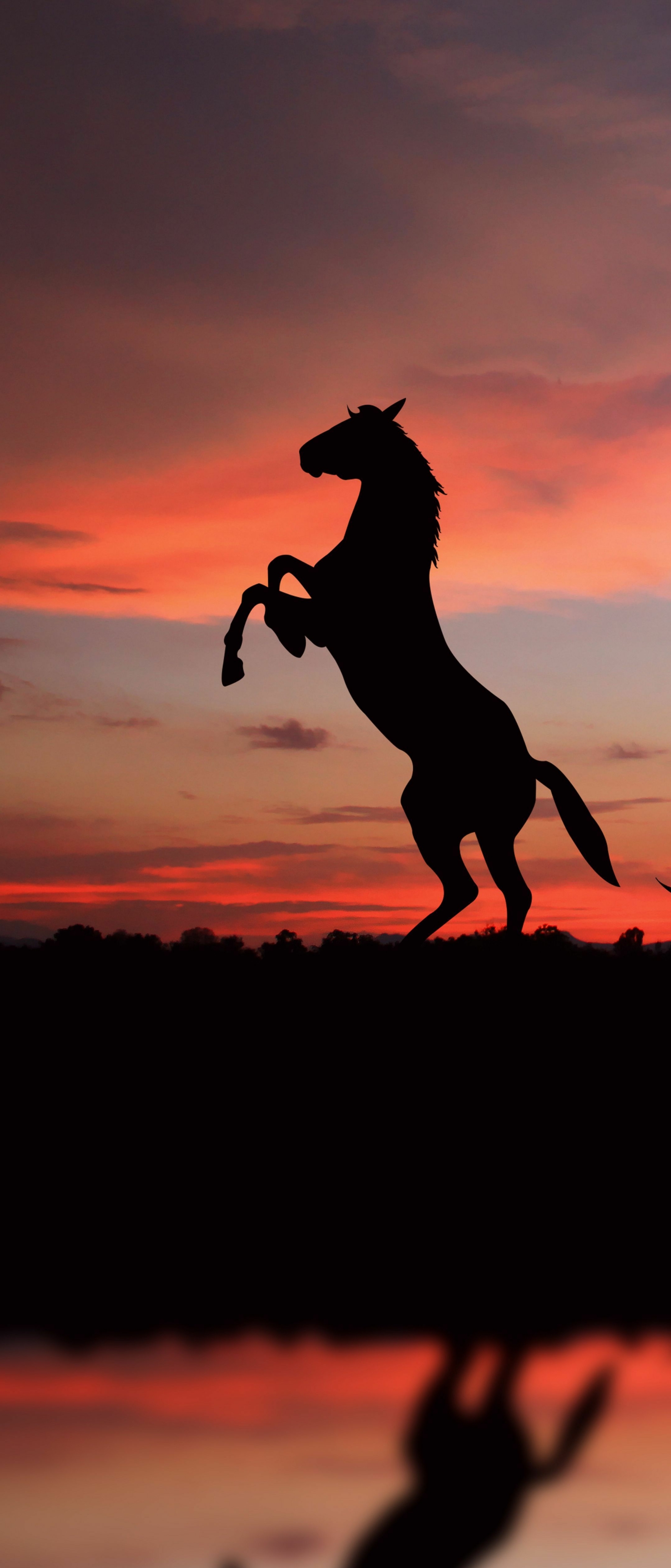 Téléchargez des papiers peints mobile Animaux, Coucher De Soleil, Réflexion, Silhouette, Cheval, Réflection, Le Coucher Du Soleil gratuitement.