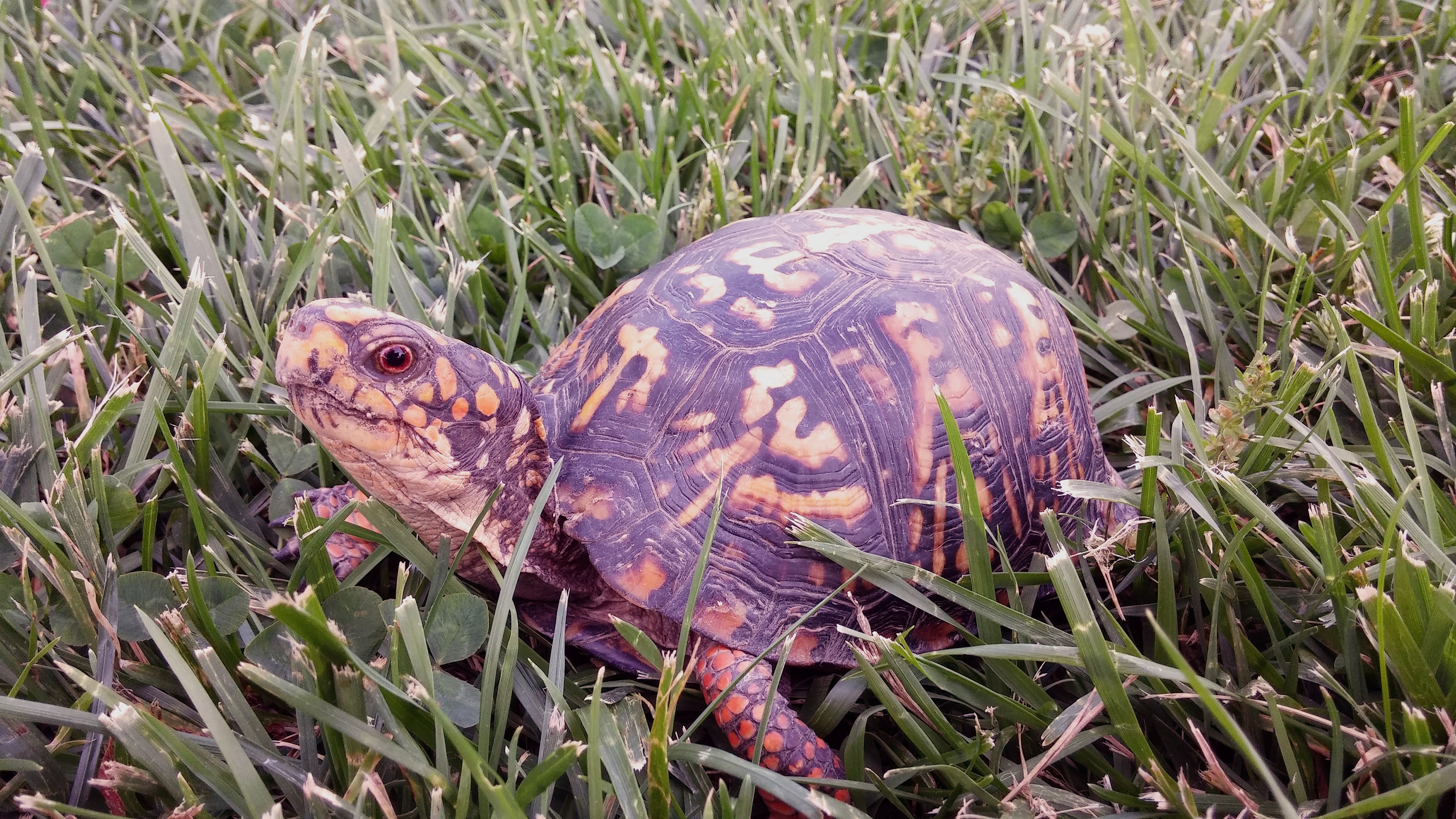 Free download wallpaper Grass, Reptile, Carapace, Animals, Shell, Turtle on your PC desktop