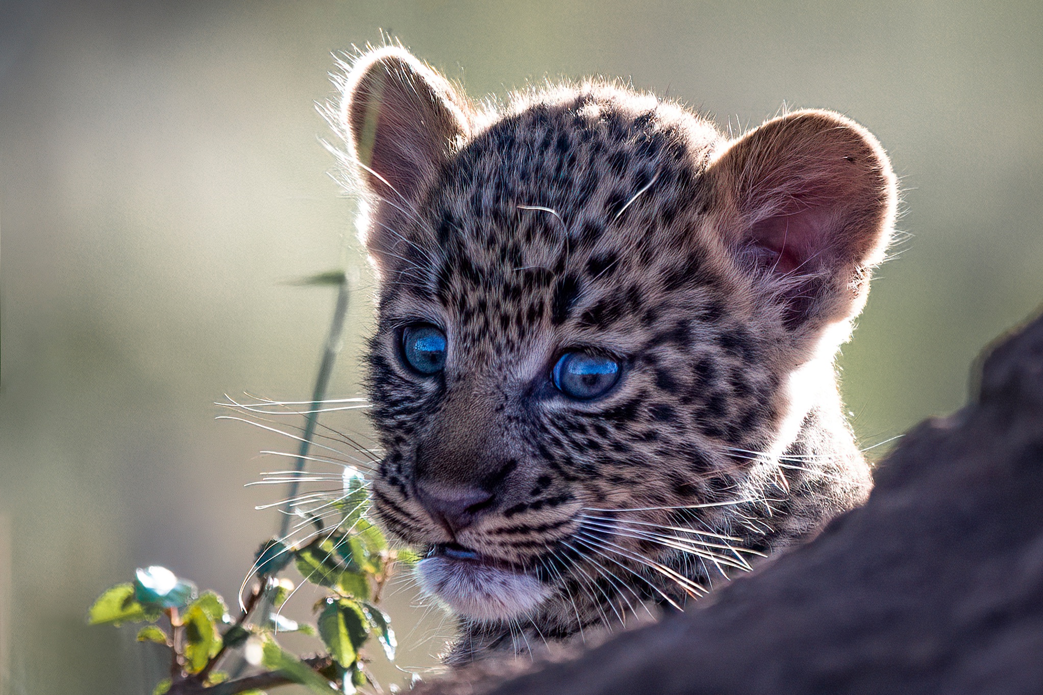 Baixe gratuitamente a imagem Animais, Gatos, Leopardo, Animal Bebê, Filhote na área de trabalho do seu PC
