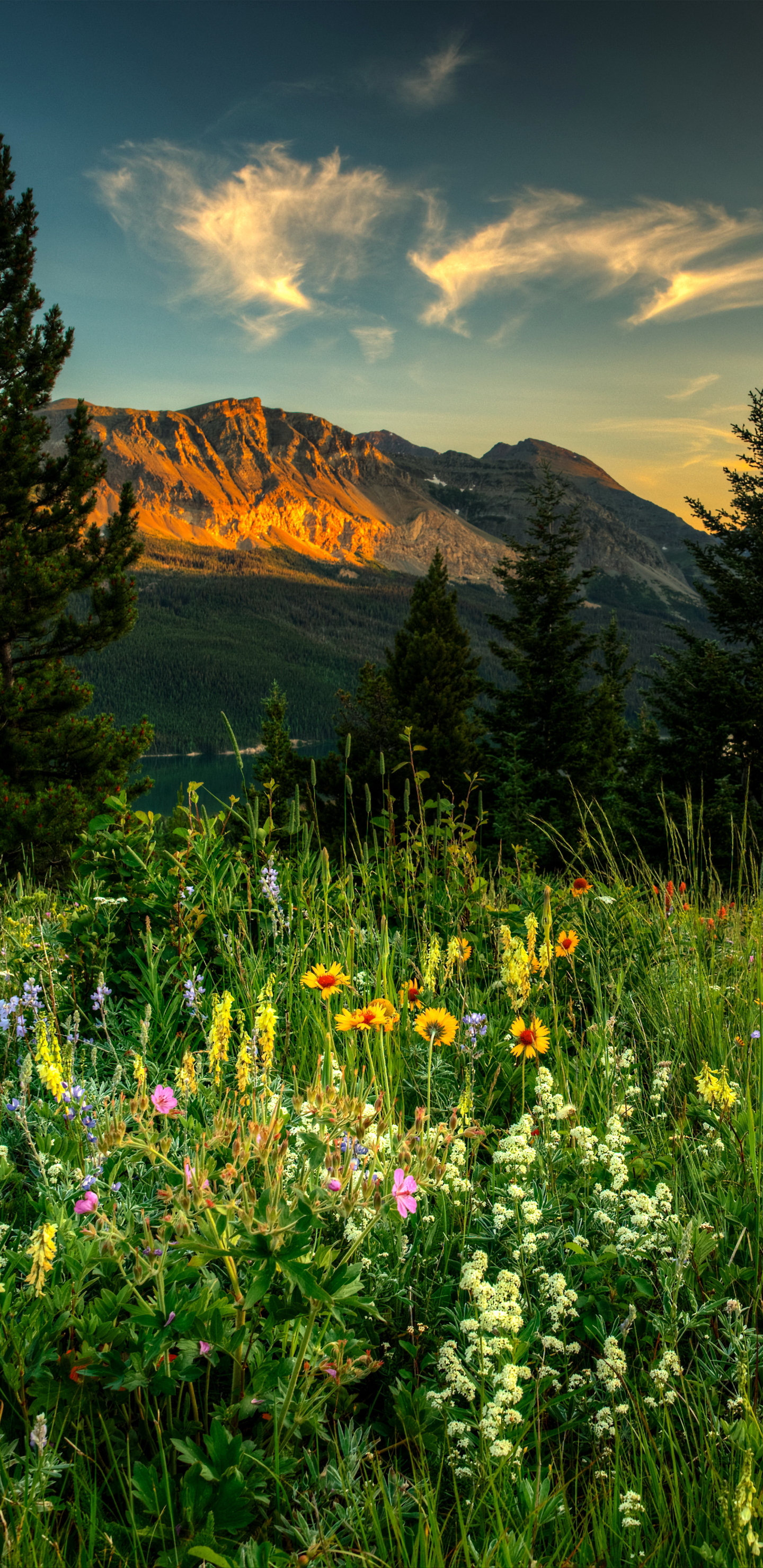 Скачать картинку Гора, Весна, Полевой Цветок, Земля/природа в телефон бесплатно.