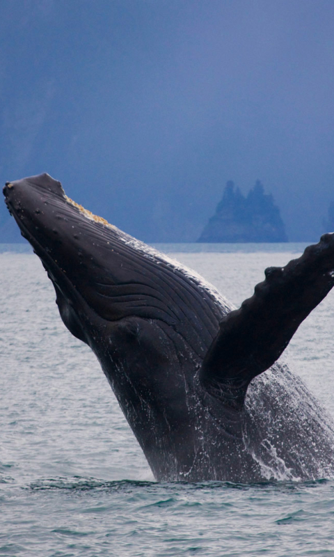 animal, humpback whale, whale, breaching