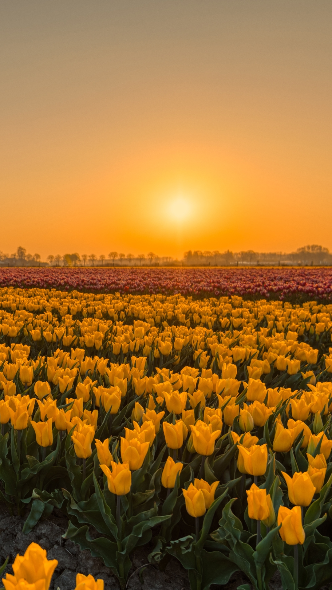 Download mobile wallpaper Flowers, Flower, Sunrise, Earth, Field, Tulip, Yellow Flower for free.