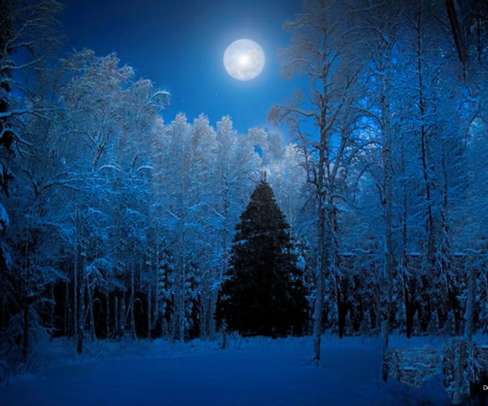 無料モバイル壁紙冬, 木, 森, 青い, 月, 地球, クリスマスツリーをダウンロードします。