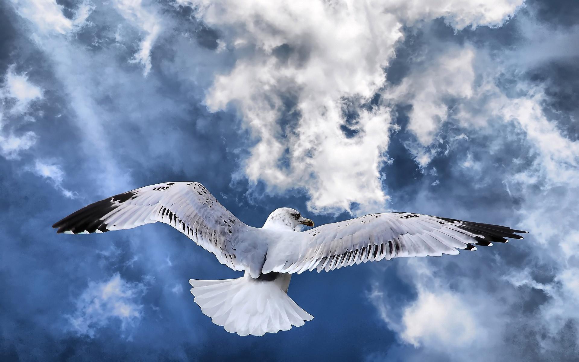 Download mobile wallpaper Bird, Birds, Animal, Cloud for free.