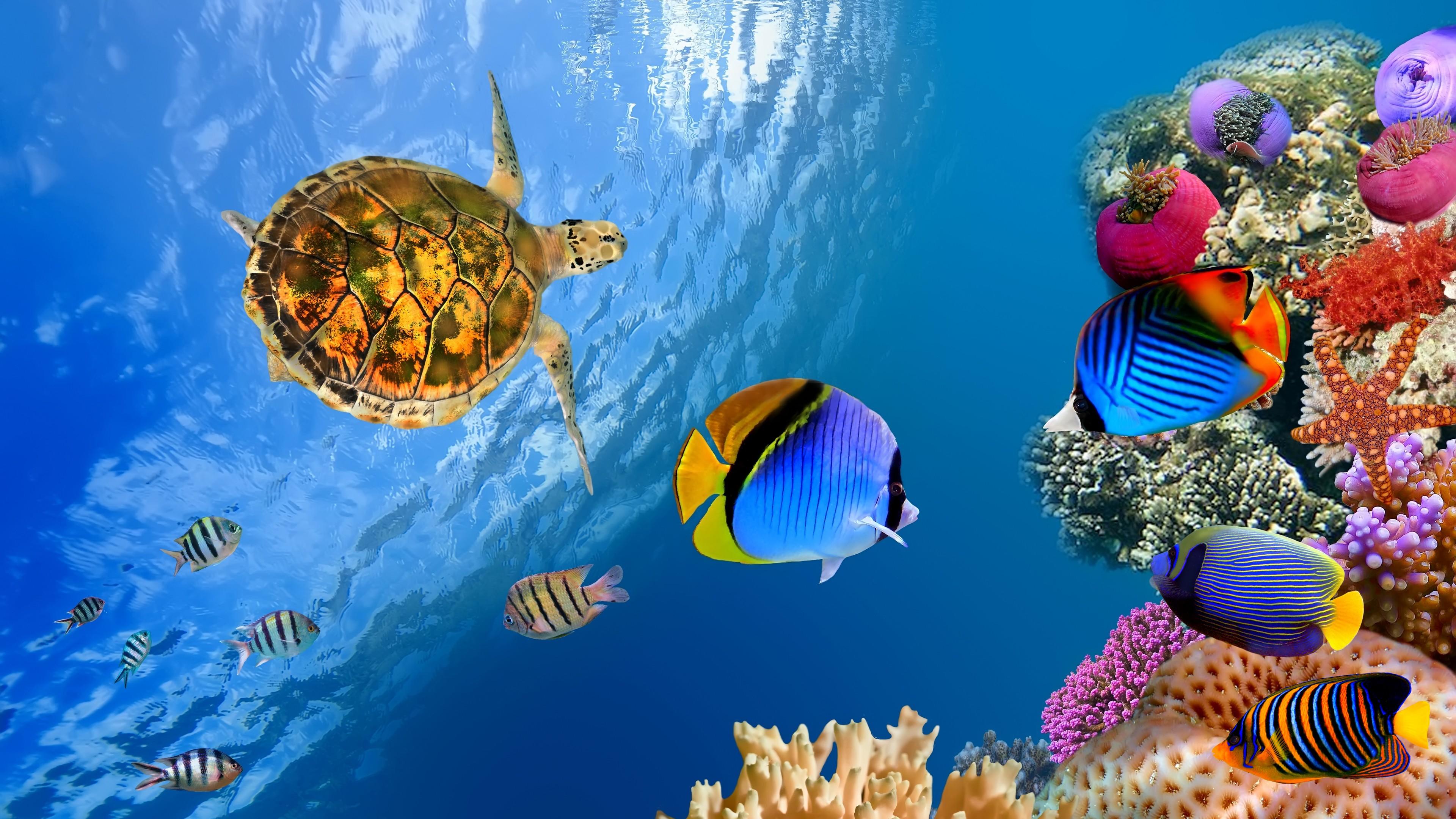 Descarga gratuita de fondo de pantalla para móvil de Animales, Mar, Océano, Tortuga, Submarina, Vida Marina, Pez.
