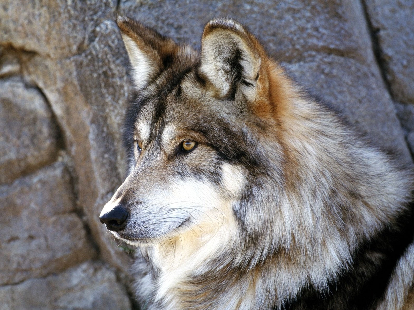 wolfs, animals download HD wallpaper