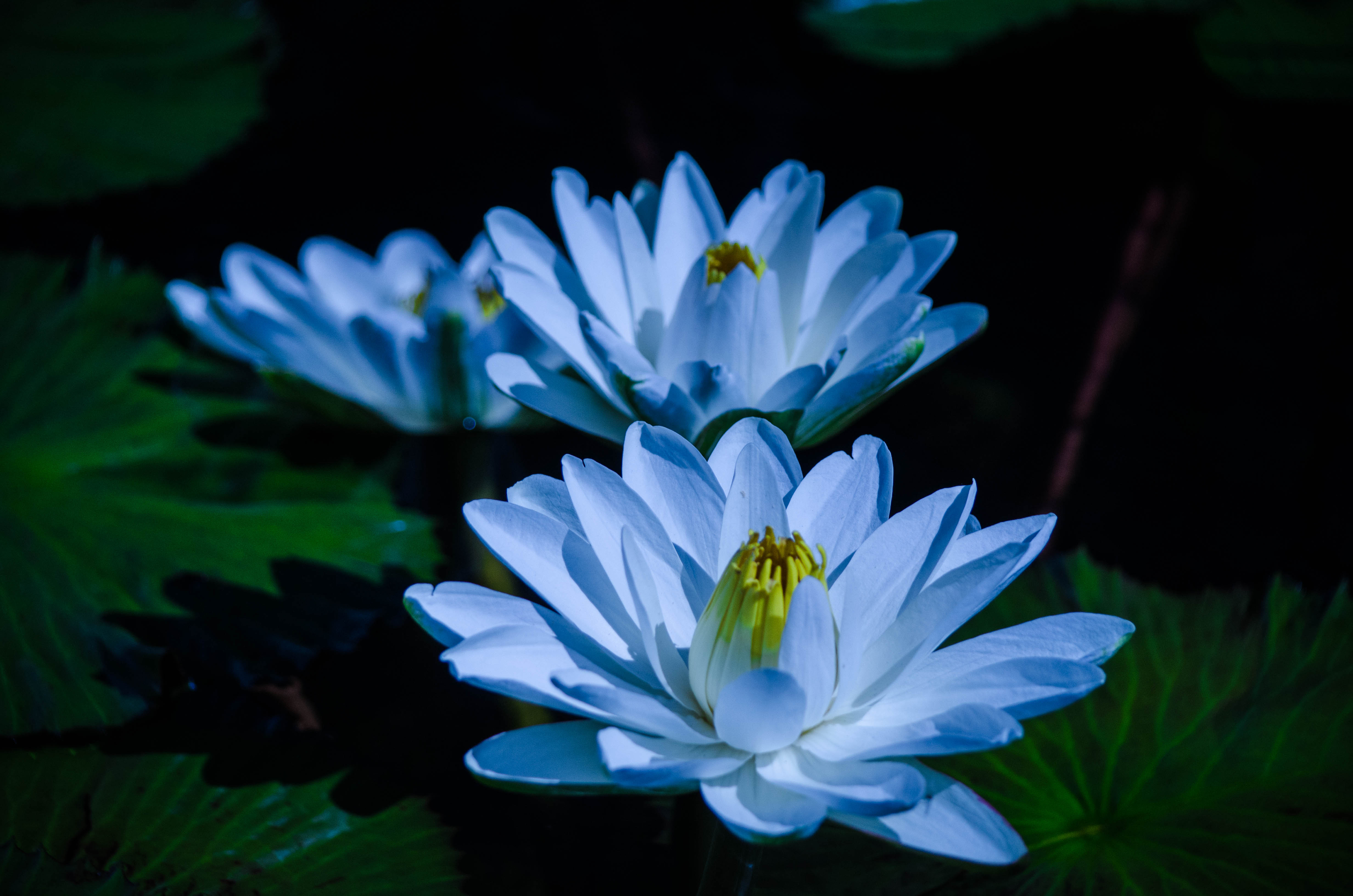 Download mobile wallpaper Flowers, Flower, Earth, Water Lily, Blue Flower for free.