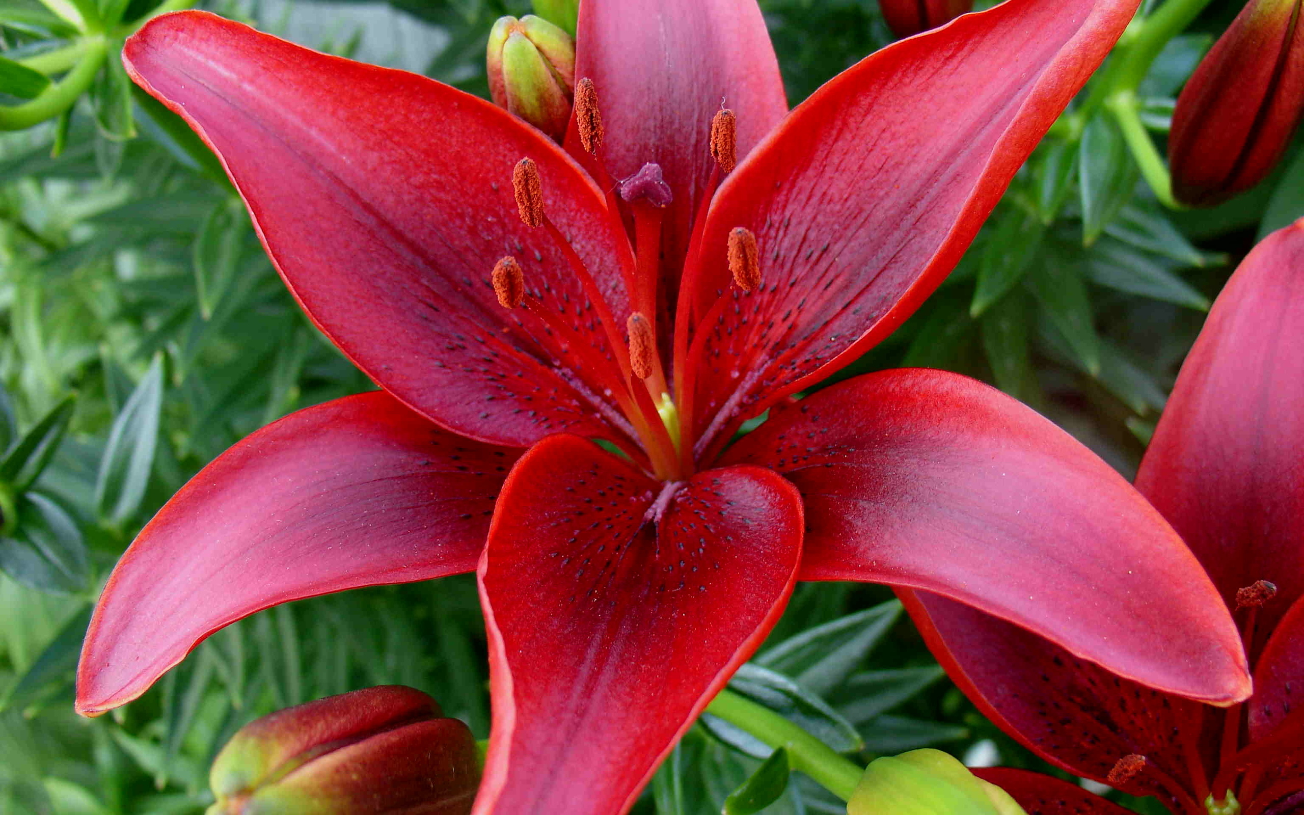 Descarga gratuita de fondo de pantalla para móvil de Flor Roja, Lirio, Flores, Flor, Tierra/naturaleza.
