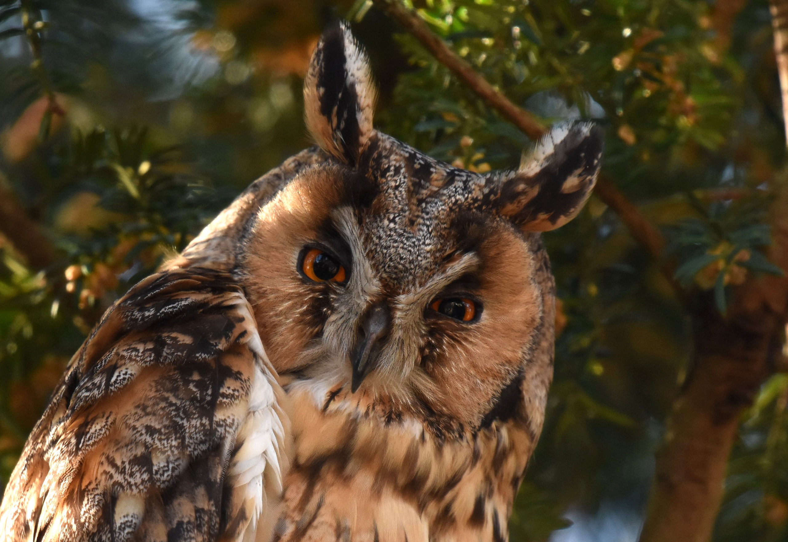 Free download wallpaper Birds, Owl, Bird, Animal, Long Eared Owl on your PC desktop