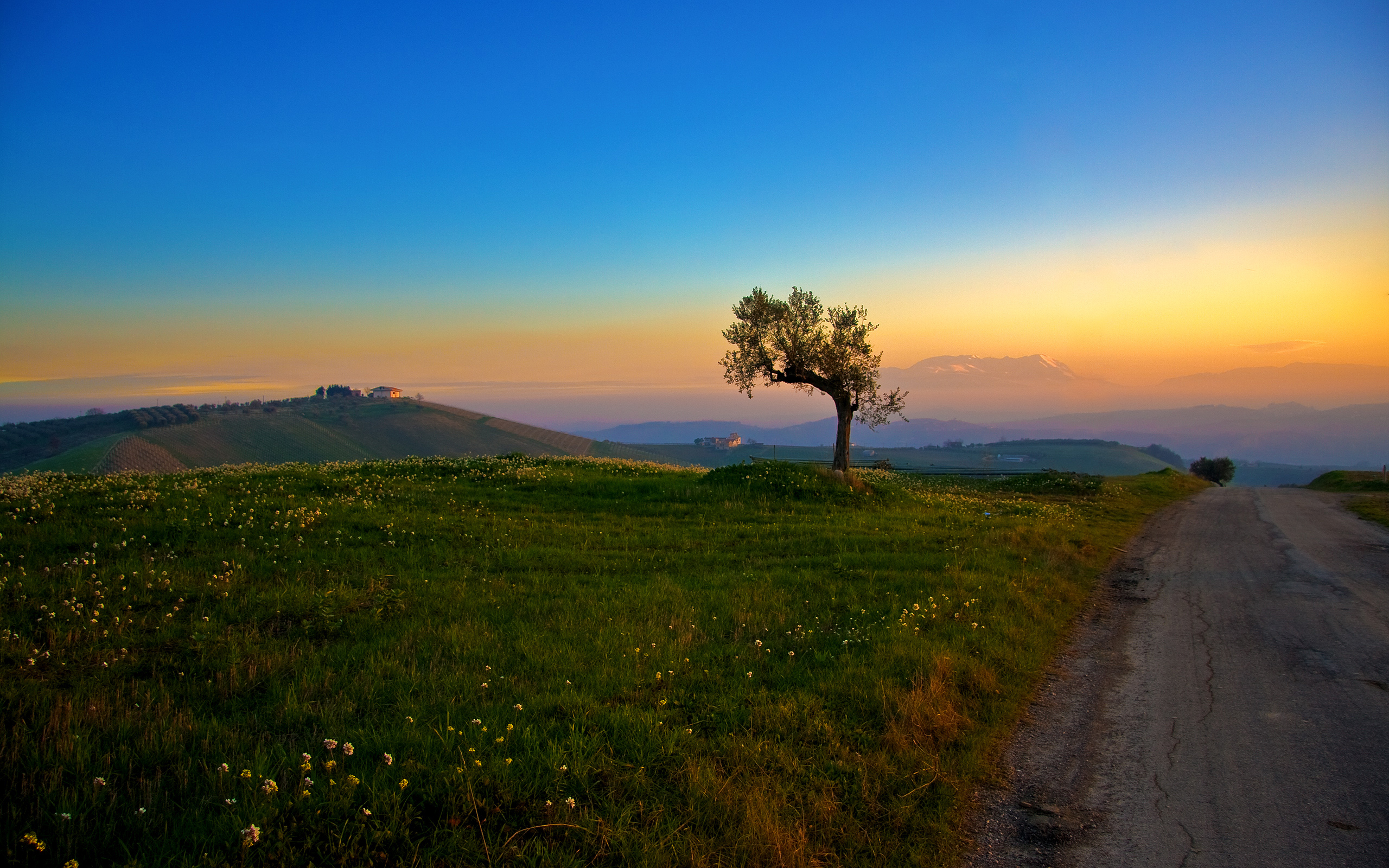 Free download wallpaper Sunset, Tree, Earth on your PC desktop