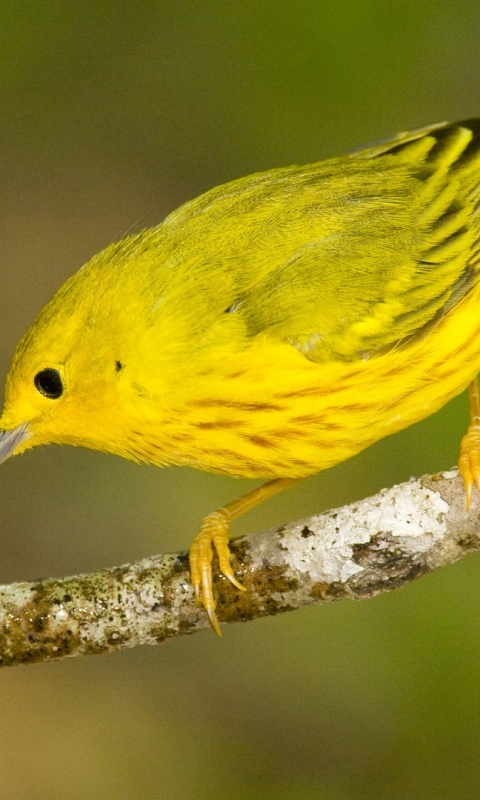 Baixar papel de parede para celular de Animais, Aves, Pássaro gratuito.