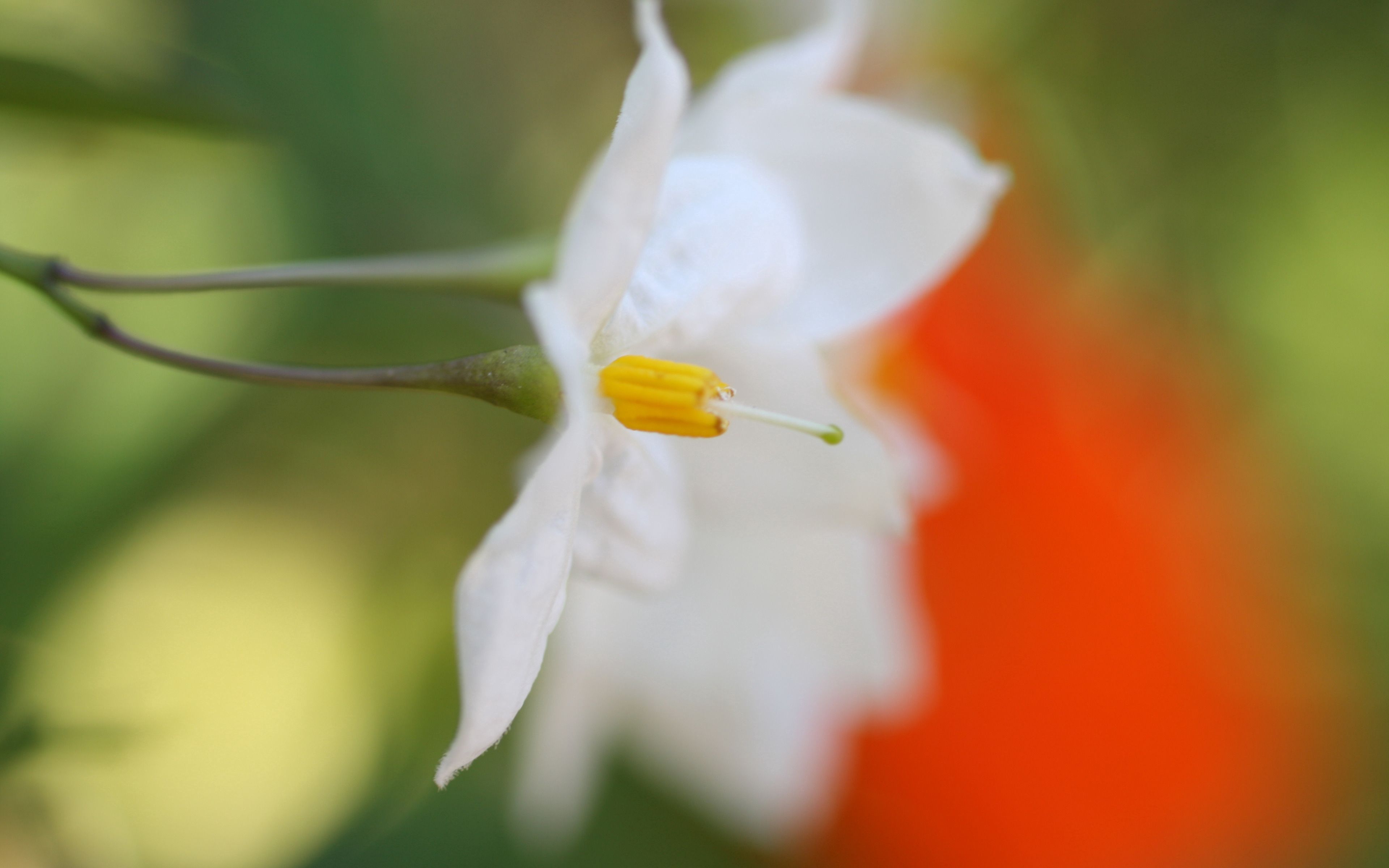 Descarga gratuita de fondo de pantalla para móvil de Pétalos, Borrosidad, Suave, Macro, Flor Blanca.