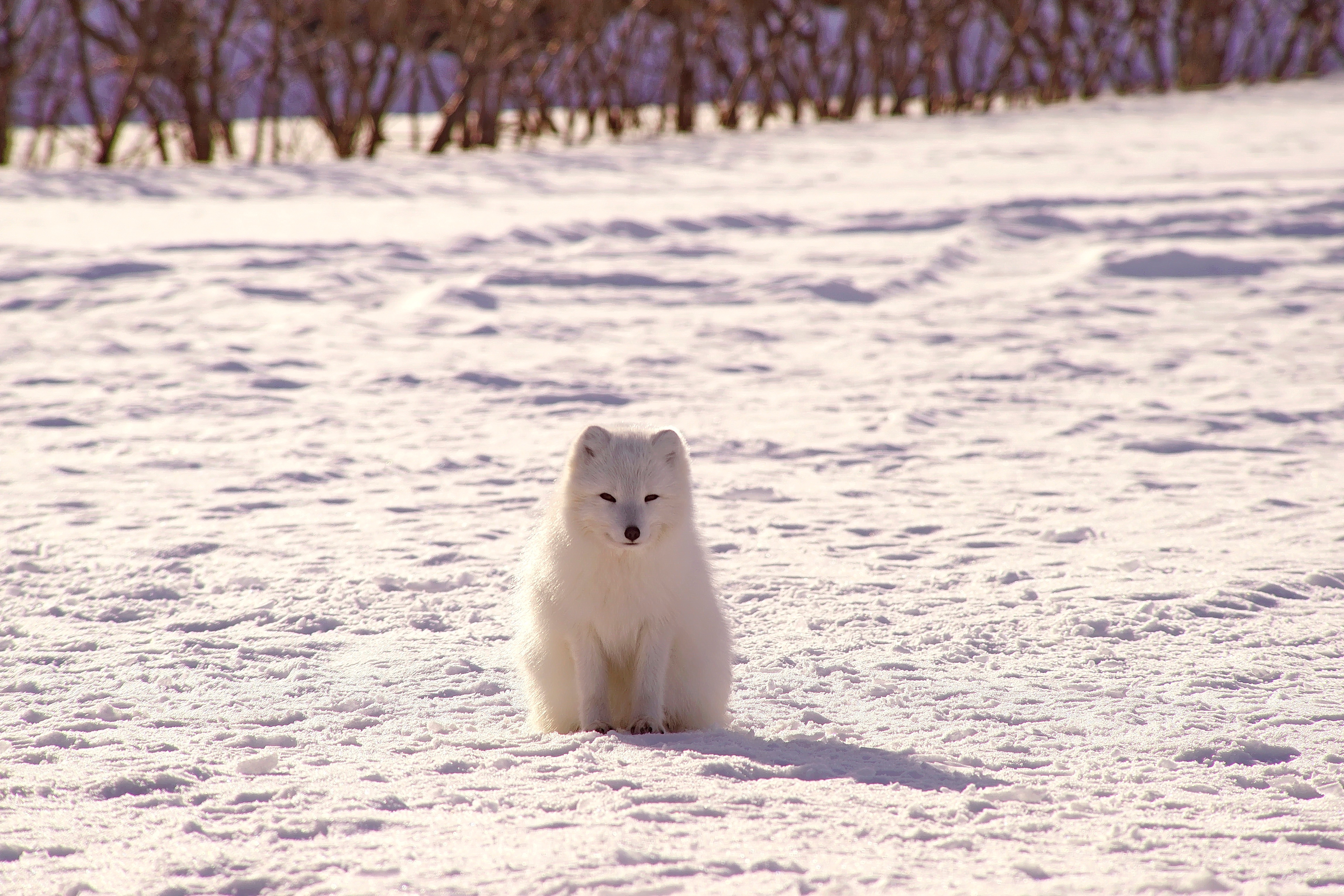 polar fox, animals, snow, arctic fox