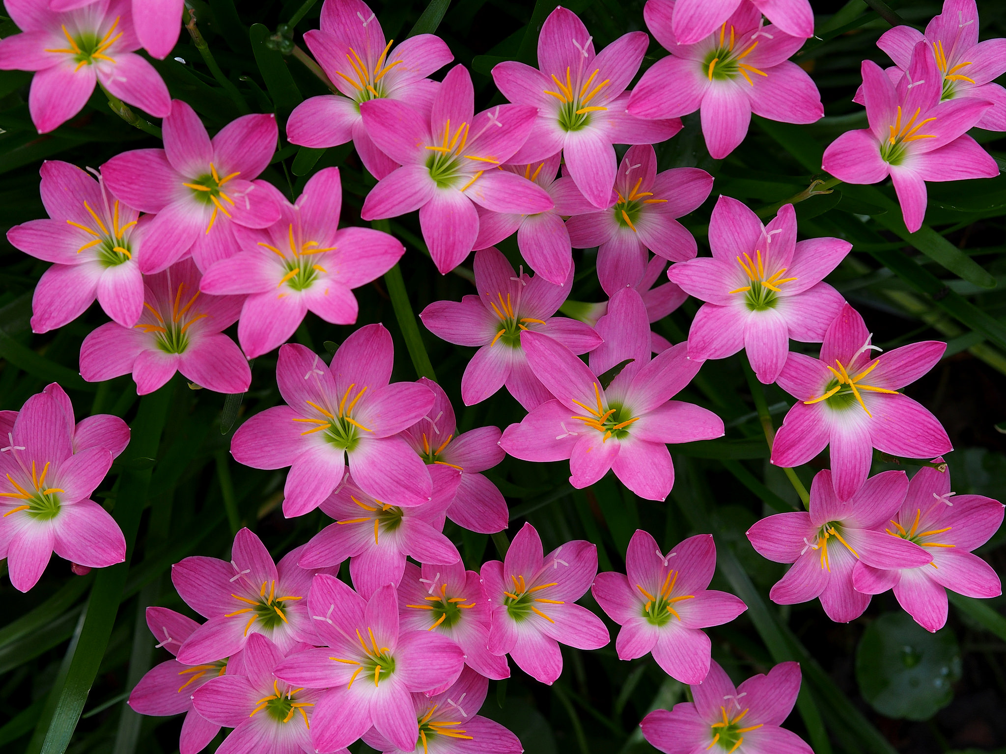 Descarga gratis la imagen Flores, Flor, Flor Rosa, Lirio, Tierra/naturaleza en el escritorio de tu PC