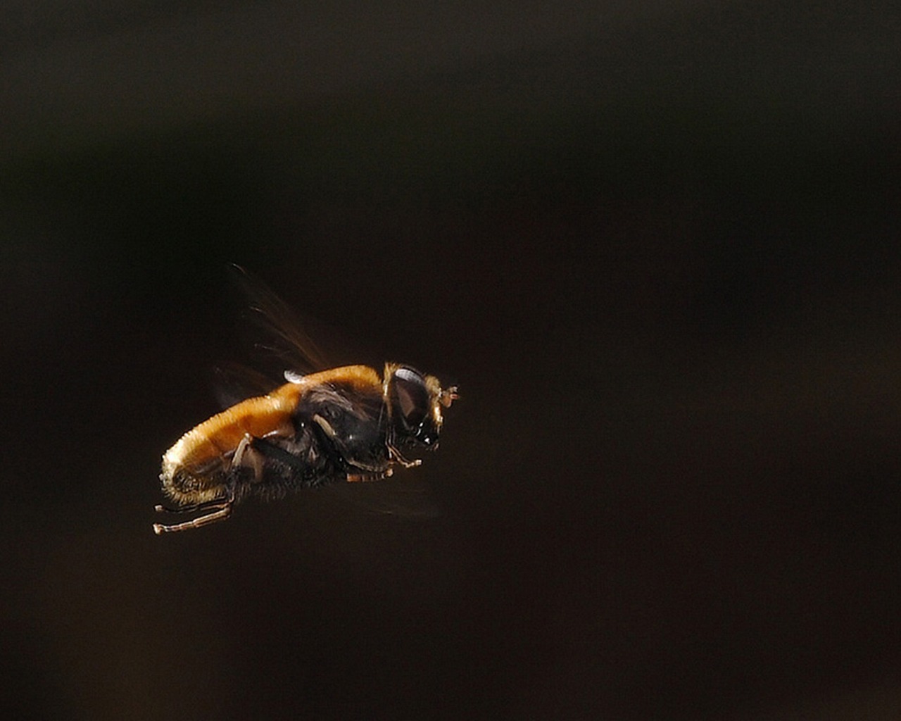 Téléchargez des papiers peints mobile Animaux, Insecte gratuitement.