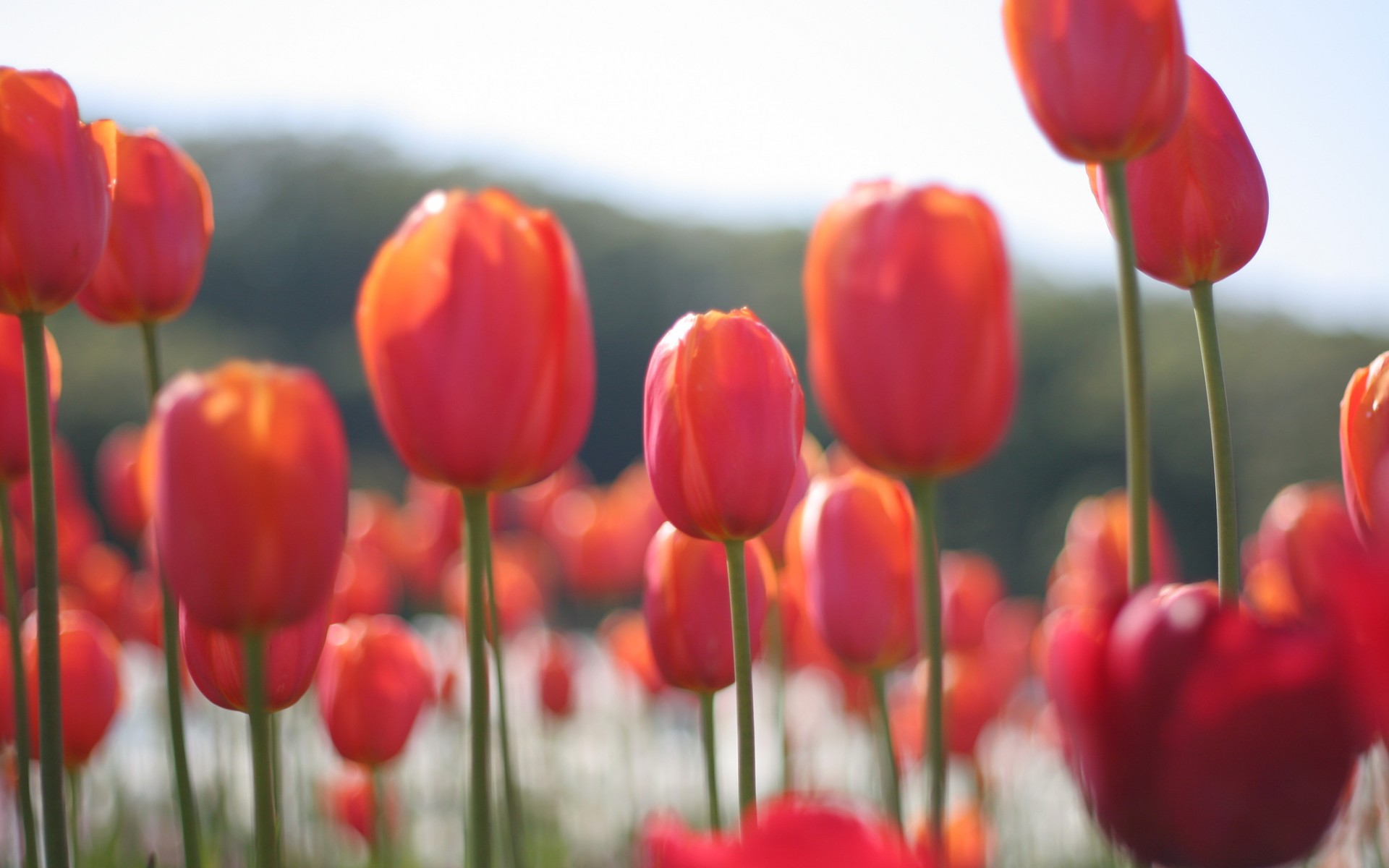 Descarga gratis la imagen Flores, Tulipán, Tierra/naturaleza en el escritorio de tu PC