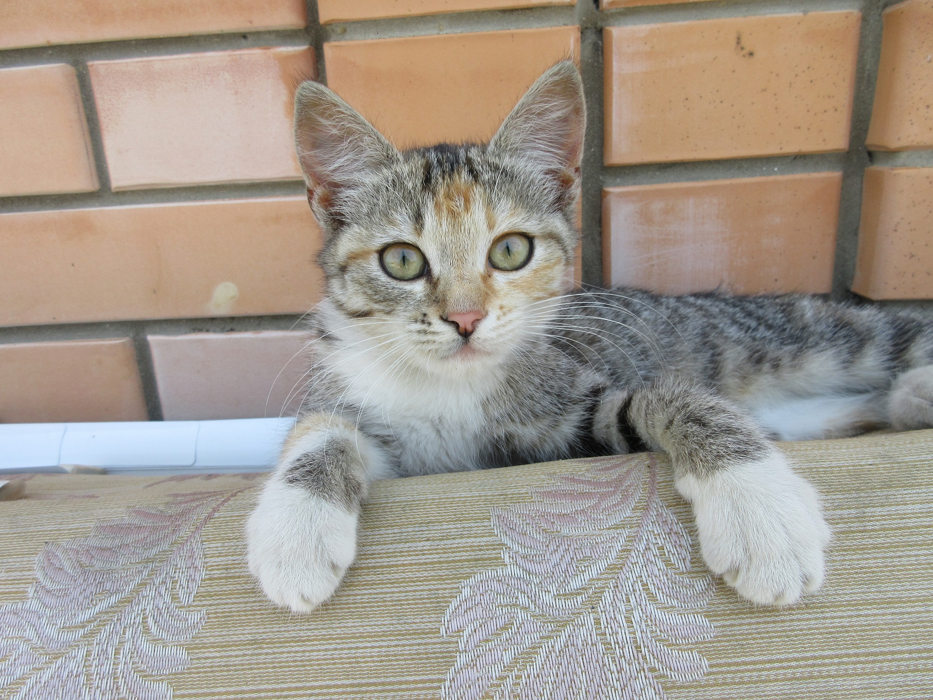 445014 Protetores de tela e papéis de parede Gatos em seu telefone. Baixe  fotos gratuitamente