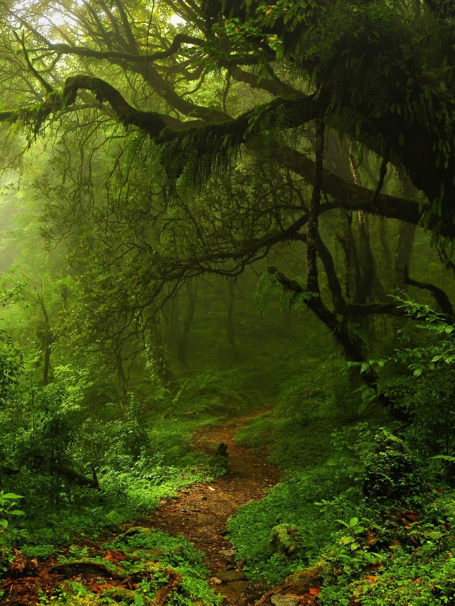 Download mobile wallpaper Forest, Earth, Path, Sunshine, Greenery for free.