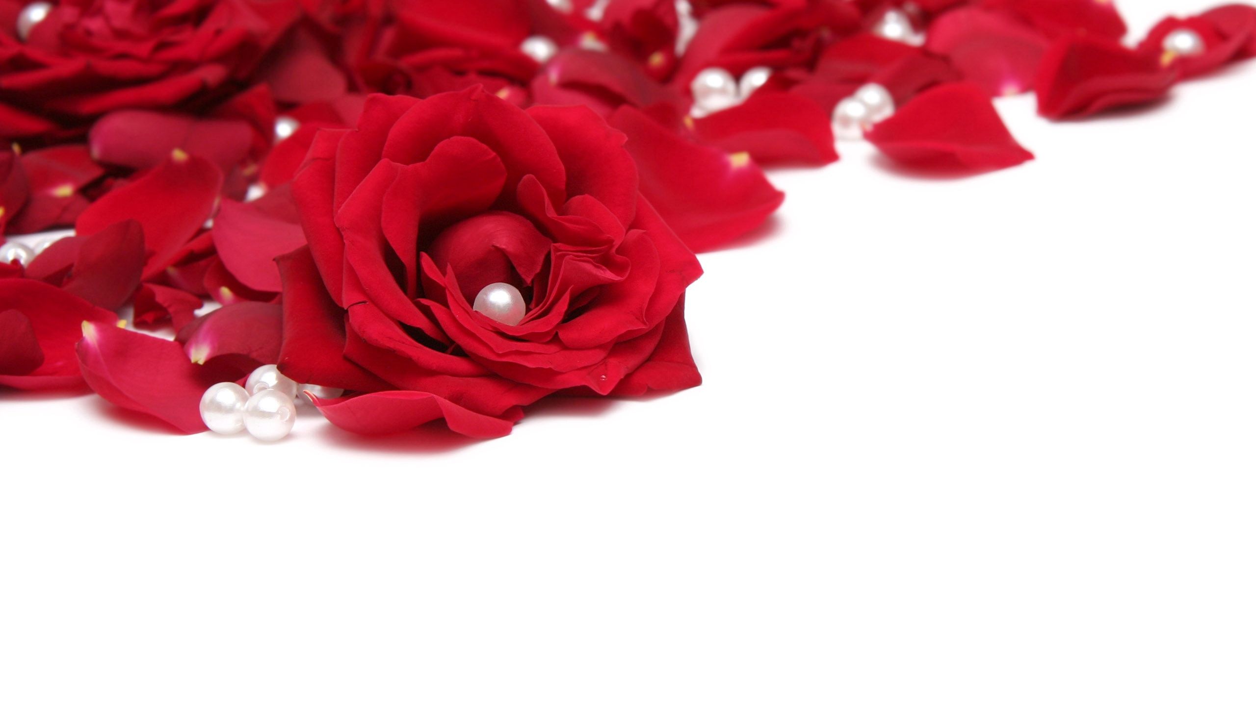 rose flower, white, red, macro, rose, beads Full HD