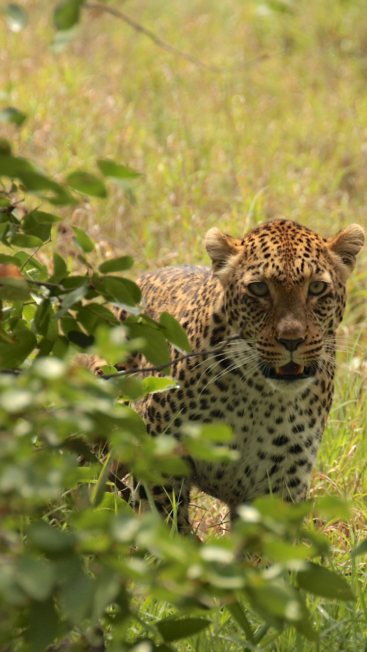 Descarga gratuita de fondo de pantalla para móvil de Leopardo, Gatos, Animales.