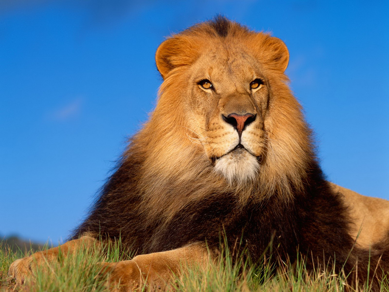 521535 descargar imagen animales, león, gatos: fondos de pantalla y protectores de pantalla gratis