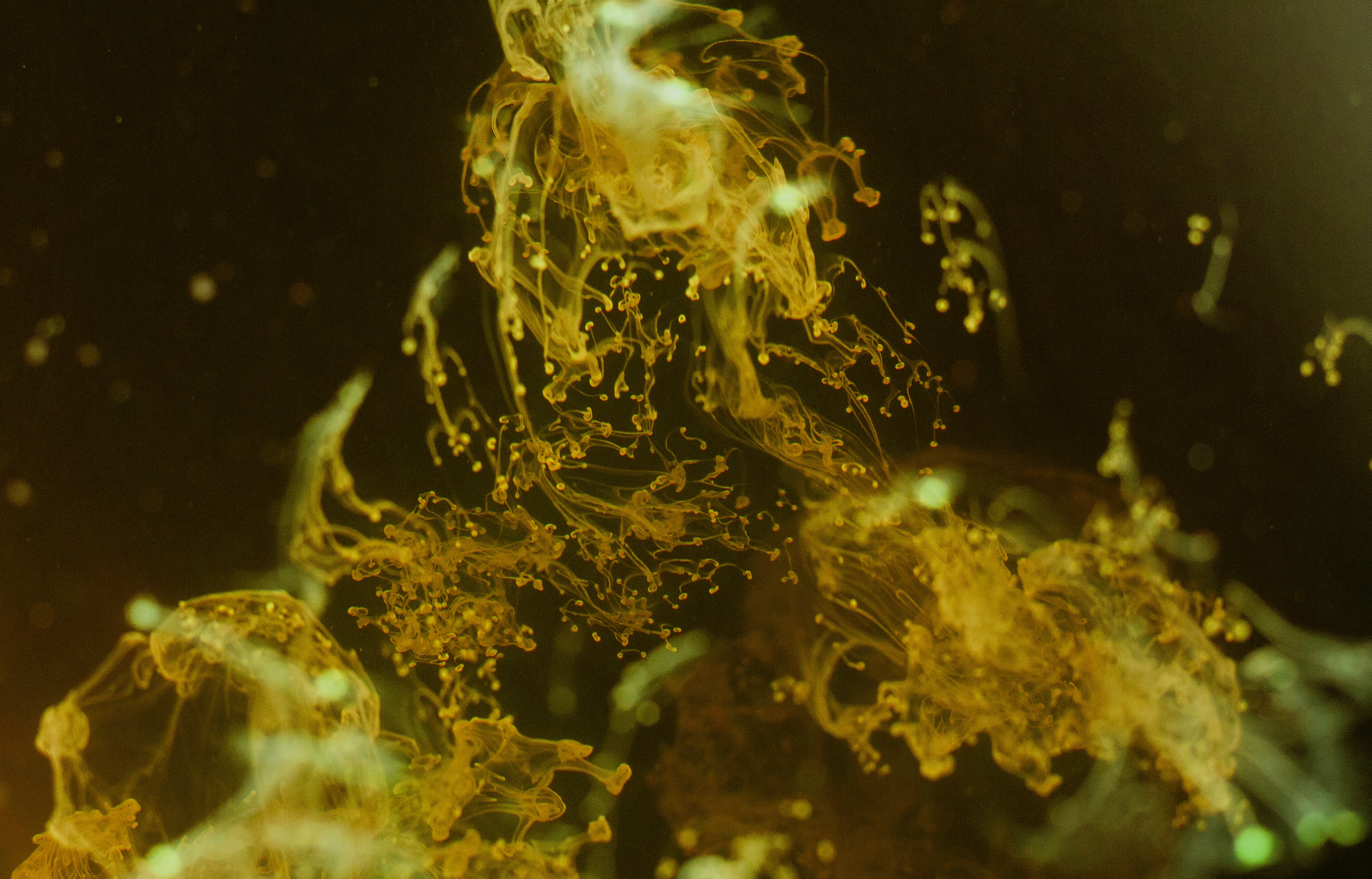 liquid, yellow, macro, spray Image for desktop