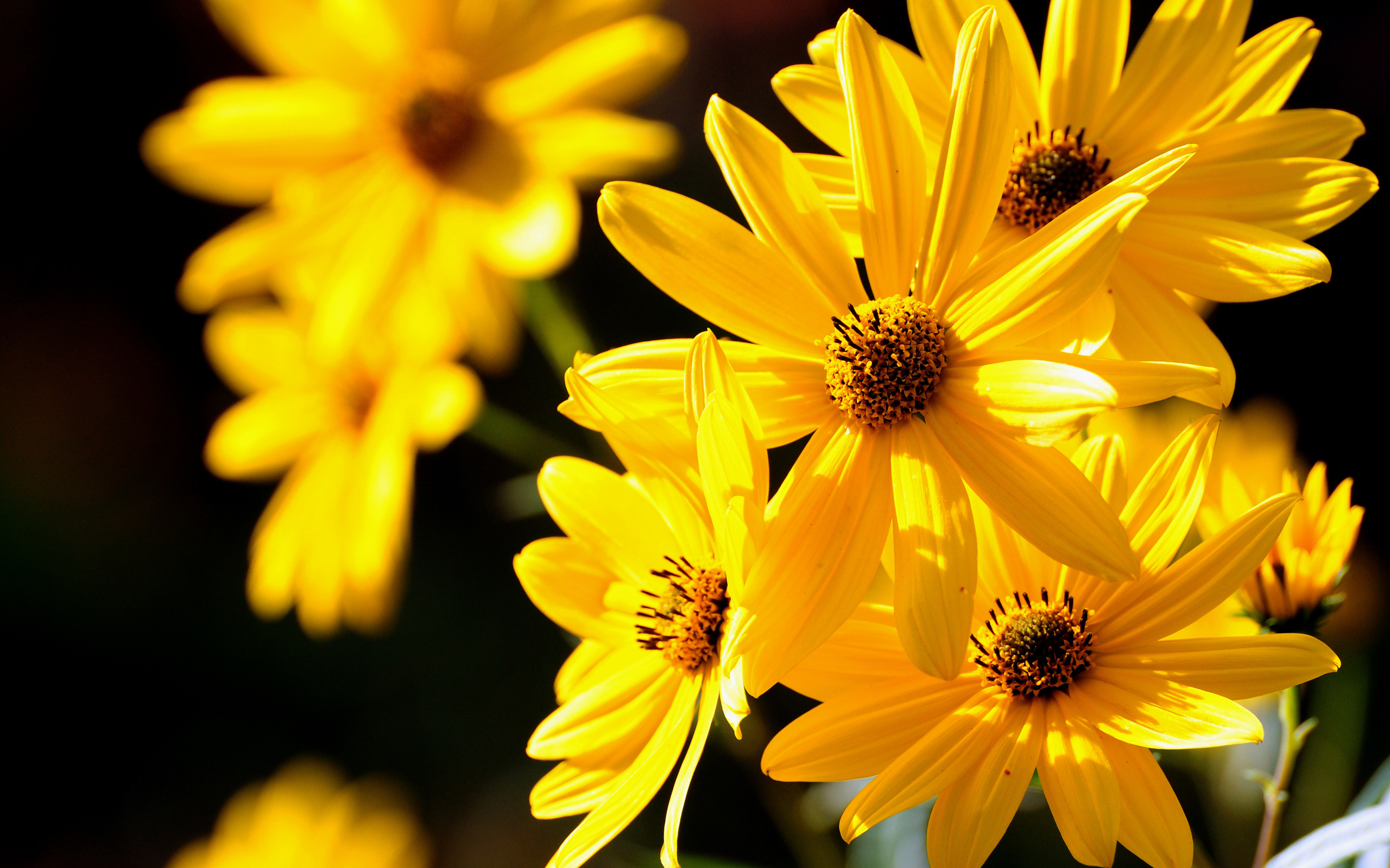 Téléchargez gratuitement l'image Fleurs, Fleur, Terre/nature sur le bureau de votre PC