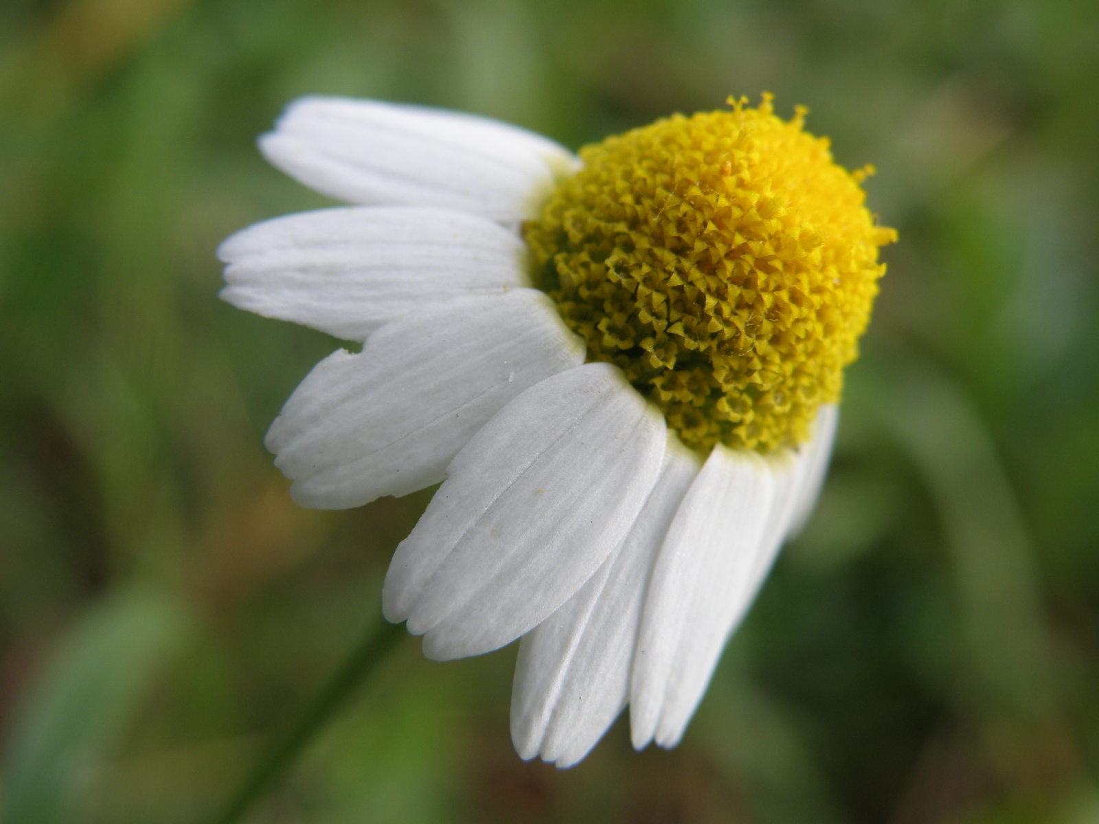Free download wallpaper Plants, Flowers, Camomile on your PC desktop