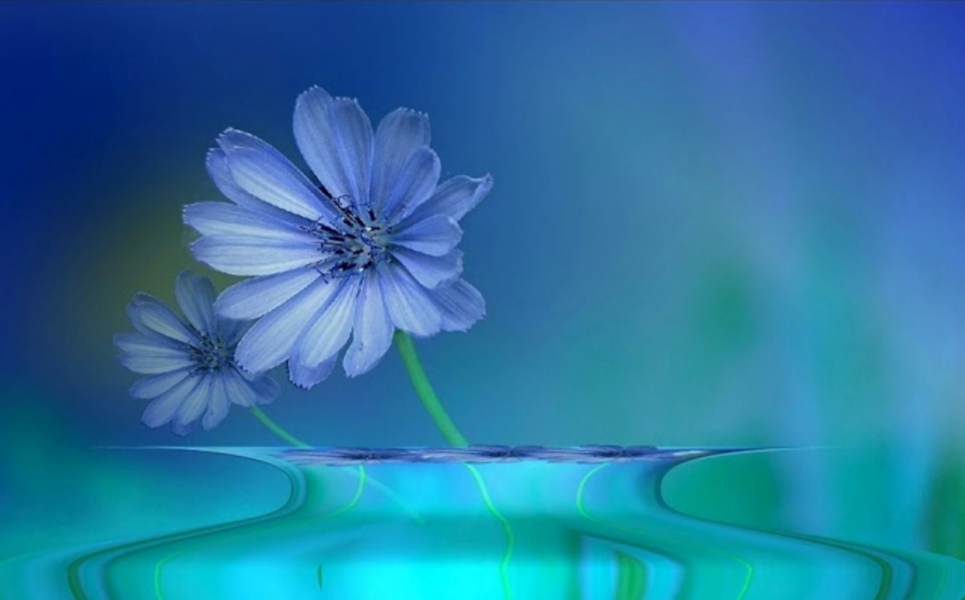 Free download wallpaper Flowers, Water, Reflection, Flower, Artistic, Blue Flower on your PC desktop