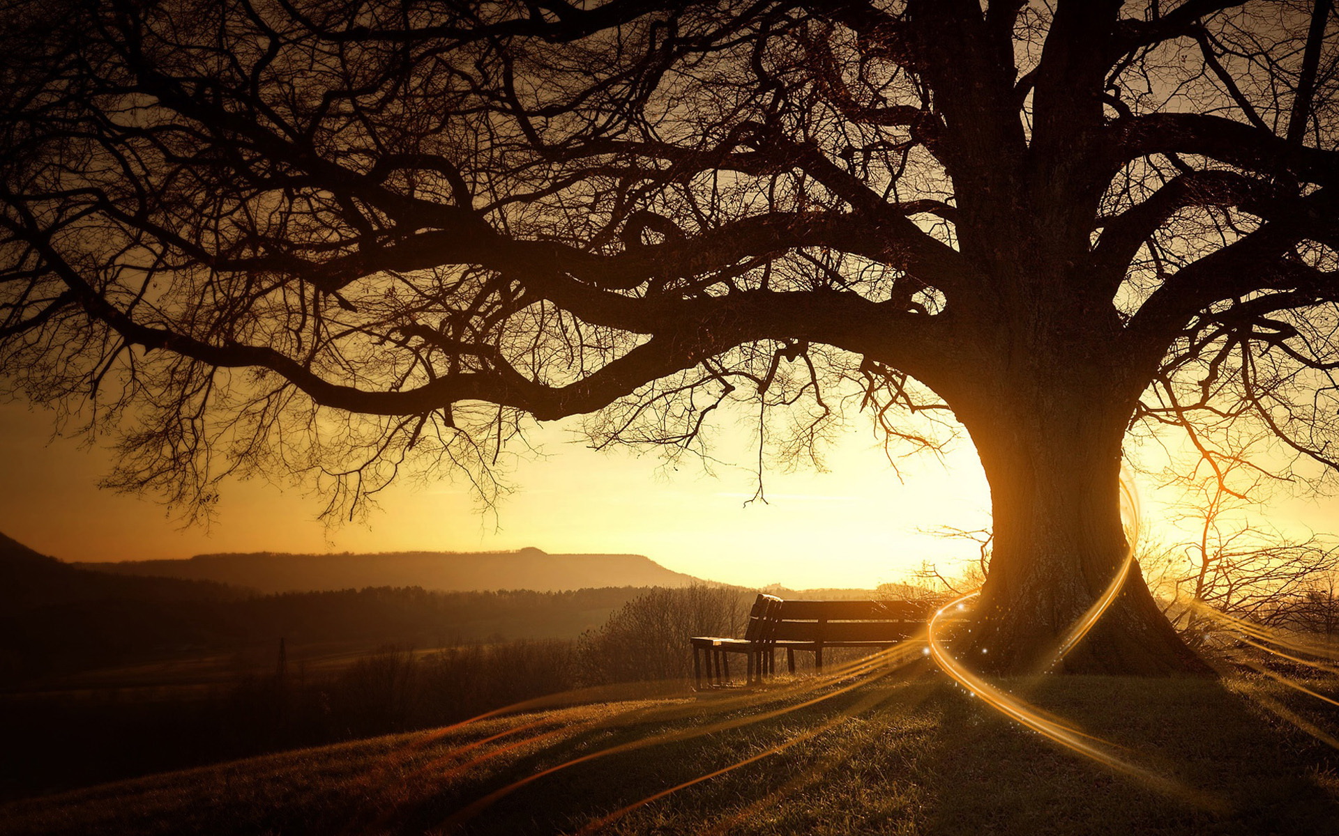 Free download wallpaper Tree, Earth on your PC desktop