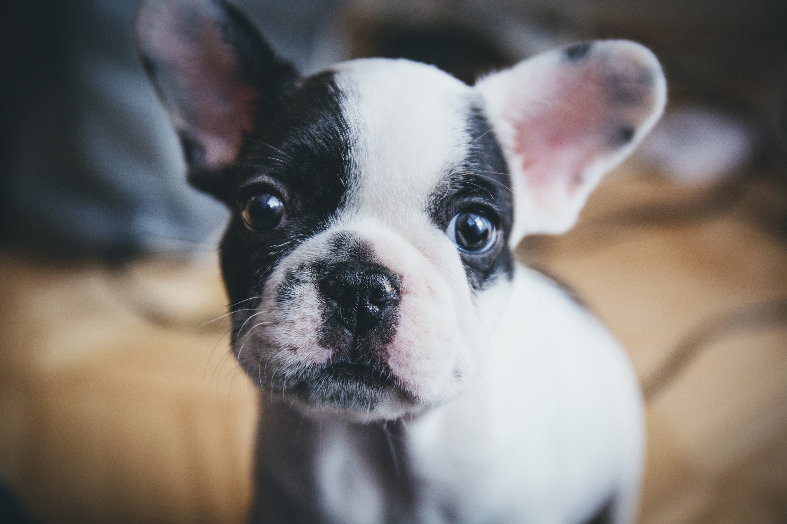 Download mobile wallpaper Dogs, Dog, Muzzle, Animal, Puppy, French Bulldog, Baby Animal for free.