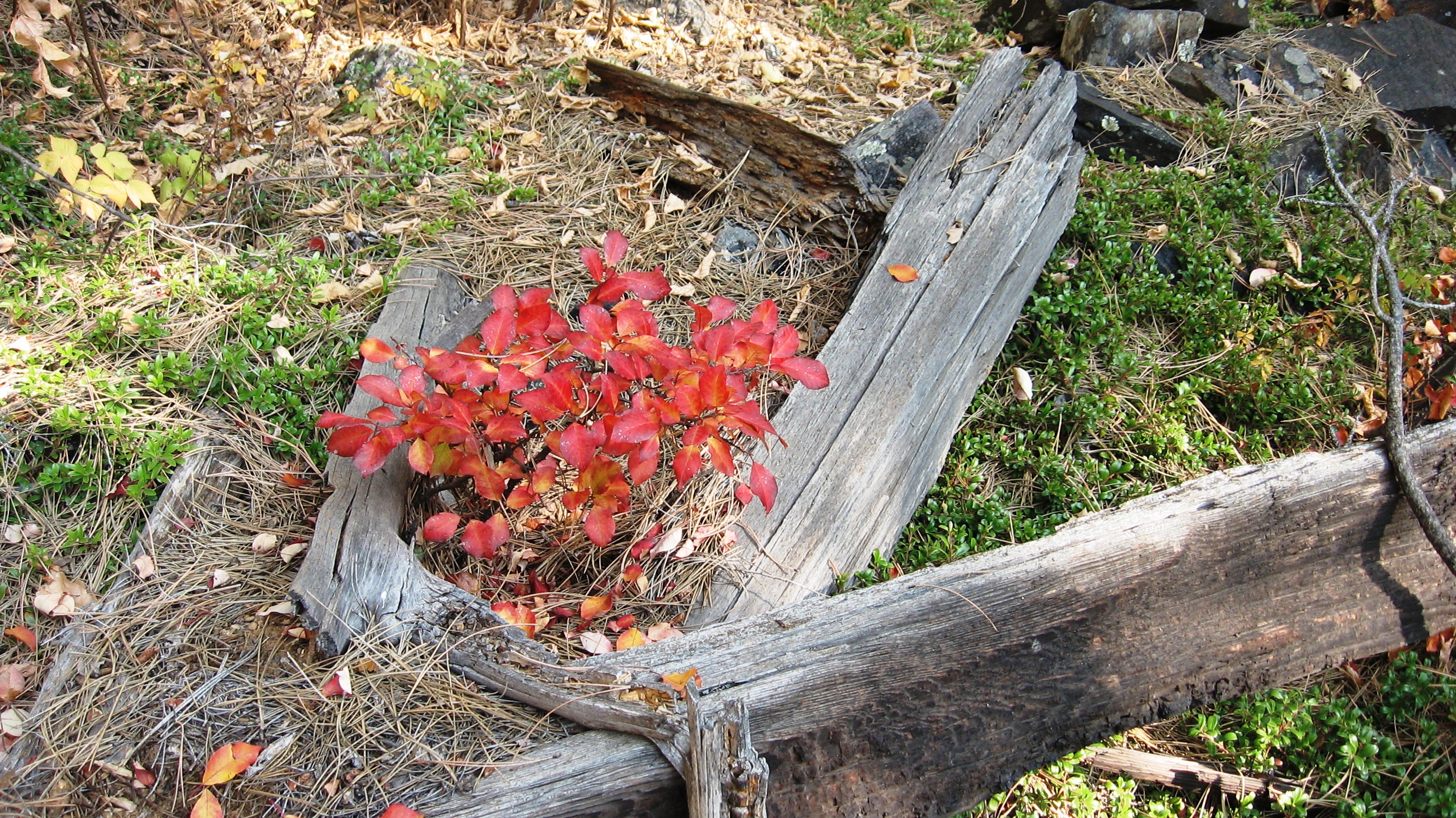 Handy-Wallpaper Herbst, Nahansicht, Erde/natur kostenlos herunterladen.