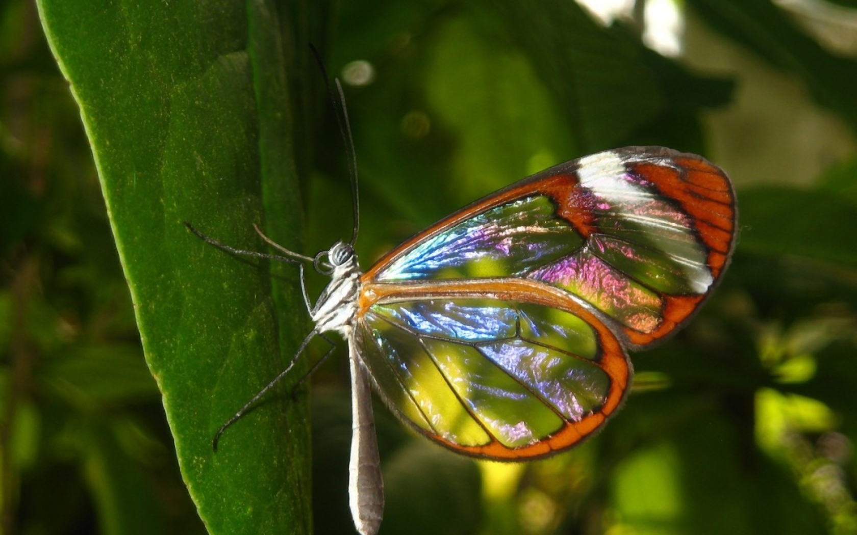 無料モバイル壁紙動物, 蝶, 葉, 色をダウンロードします。