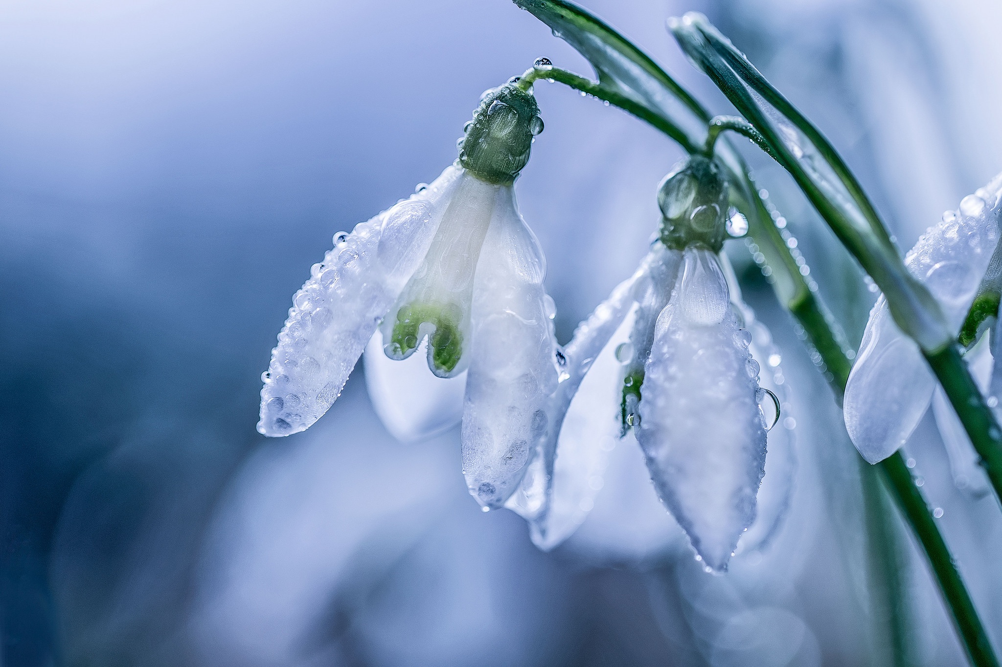 Download mobile wallpaper Nature, Flowers, Flower, Macro, Earth, Snowdrop, White Flower, Dew Drop for free.