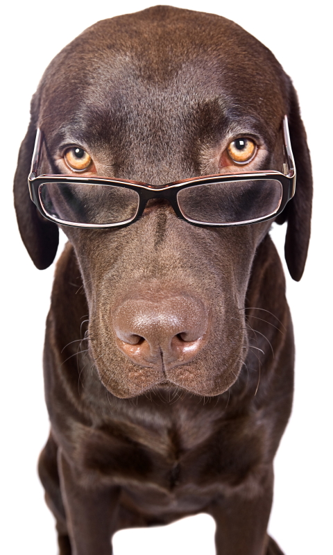 Download mobile wallpaper Funny, Dogs, Dog, Animal, Glasses, Cute for free.