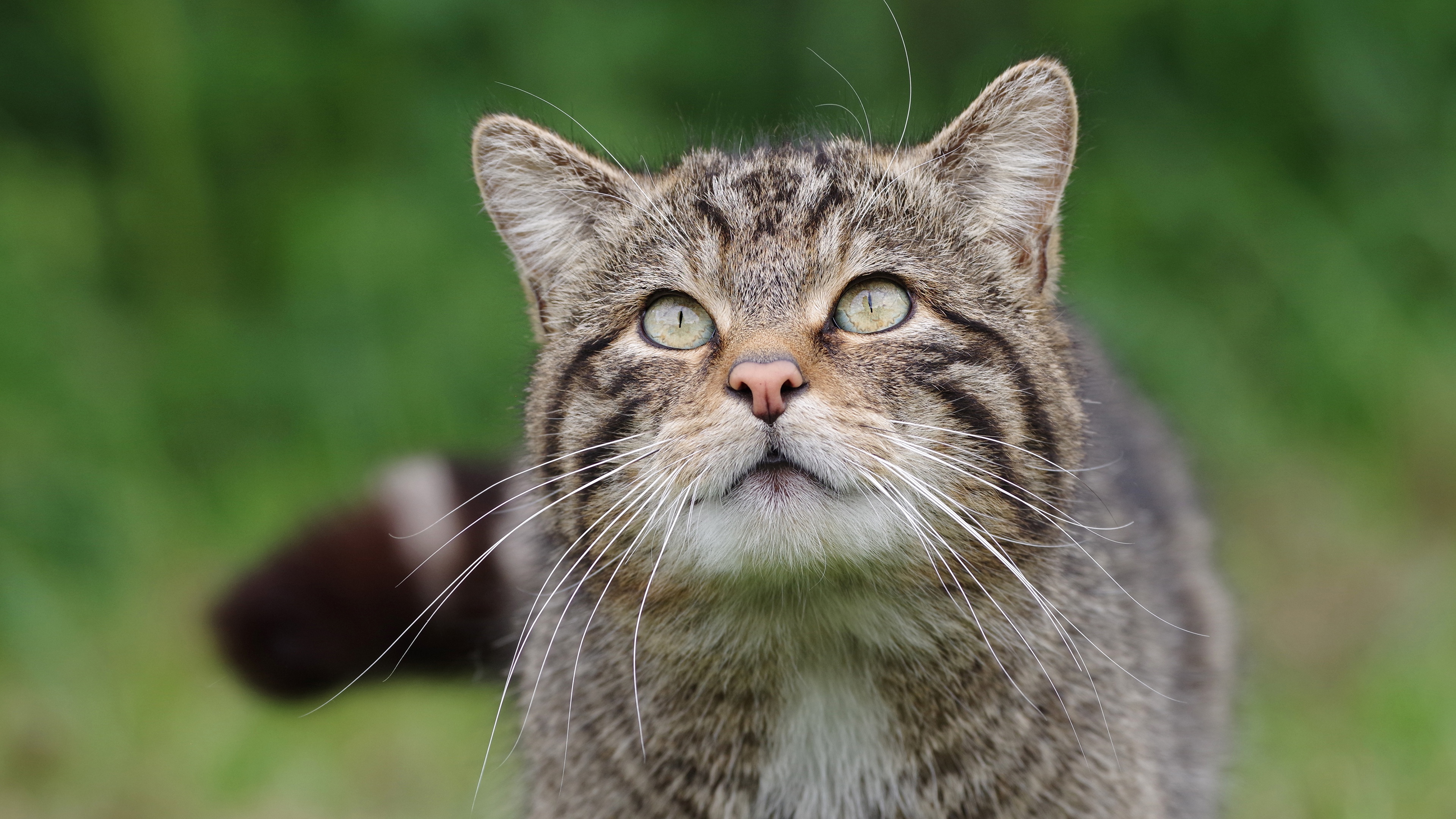 Descarga gratuita de fondo de pantalla para móvil de Animales, Gatos, Gato.