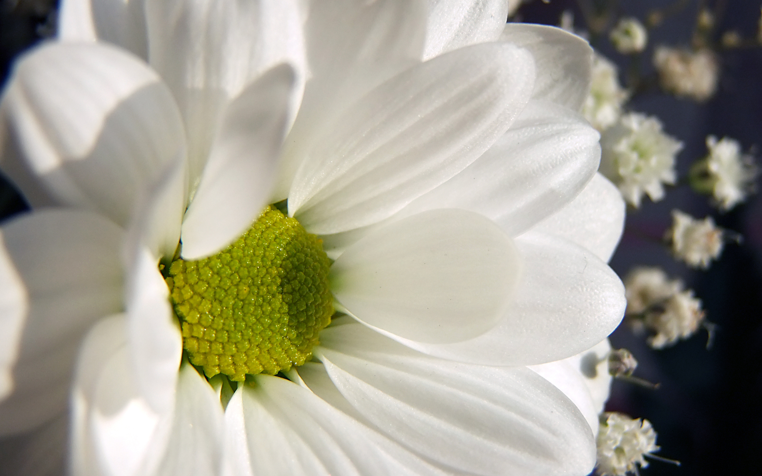 Descarga gratuita de fondo de pantalla para móvil de Flores, Flor, Tierra/naturaleza.