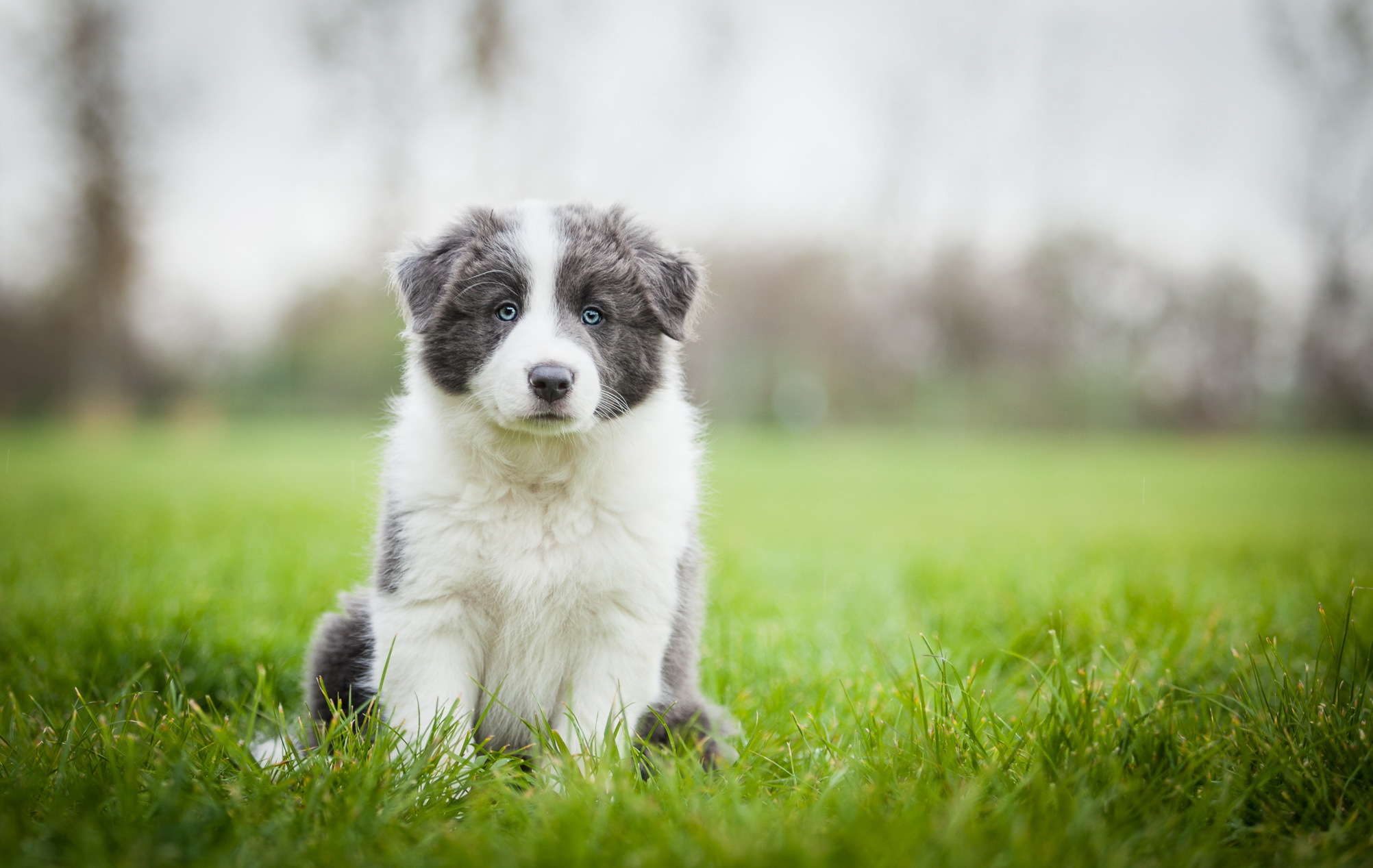 border collie, animals, grass, sit, puppy