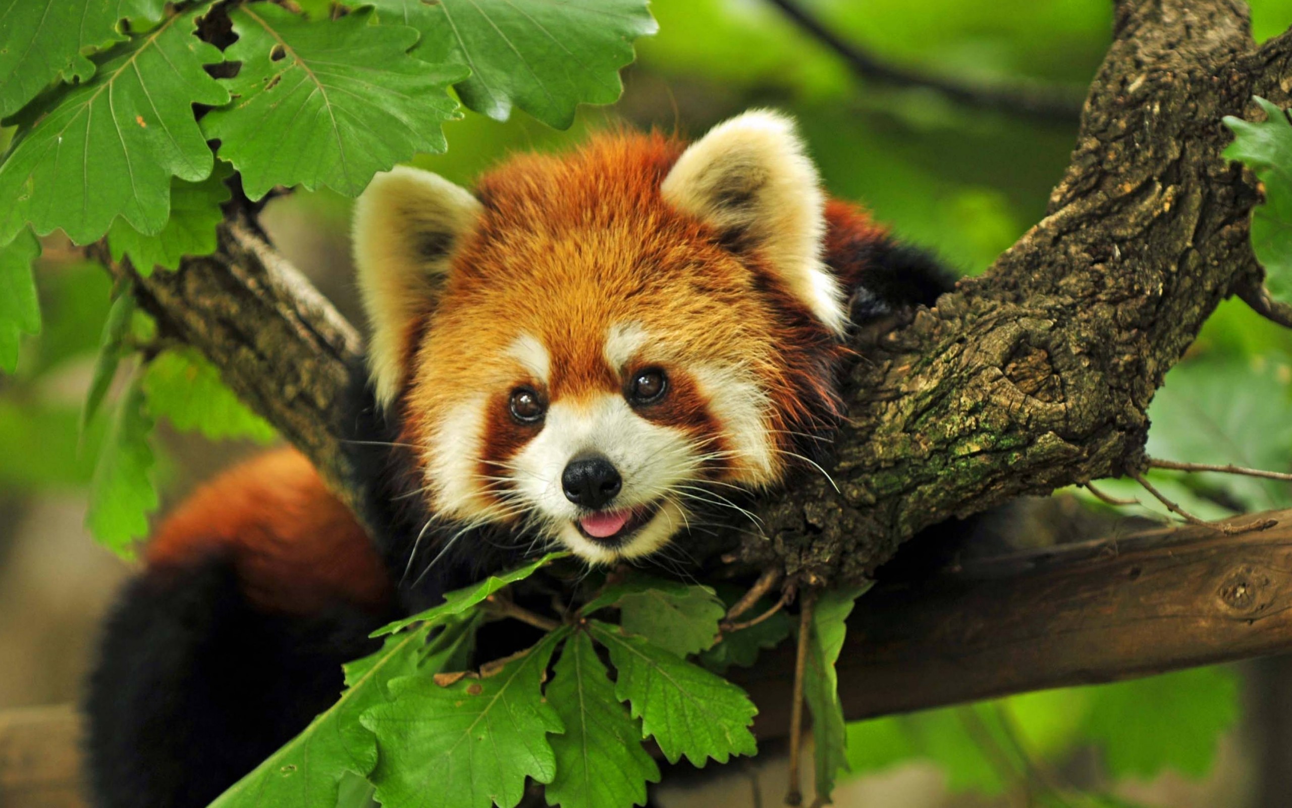 Free download wallpaper Tree, Animal, Cute, Red Panda on your PC desktop