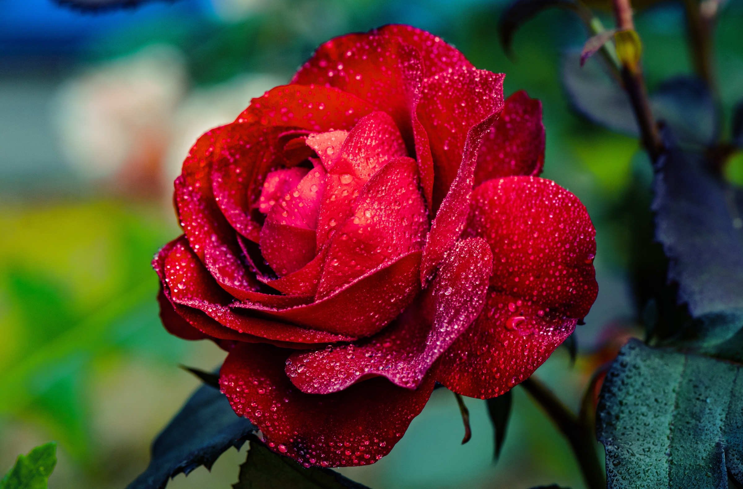 Скачати мобільні шпалери Квітка, Роза, Земля, Червона Троянда, Червона Квітка, Крапля Роси, Флауерзи безкоштовно.