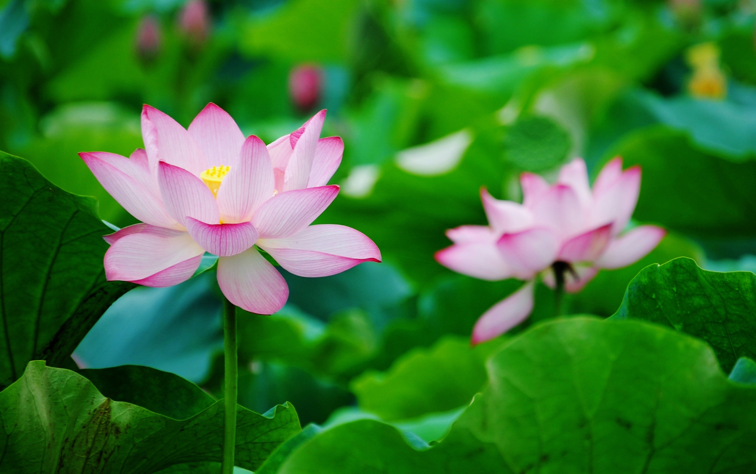 167124 télécharger l'image lotus, terre/nature, fleur, fleur rose, fleurs - fonds d'écran et économiseurs d'écran gratuits